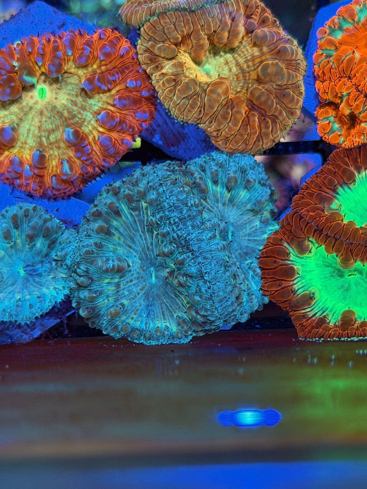 JEA Ice Age Blastomussa Coral 2 Heads XL 9/11