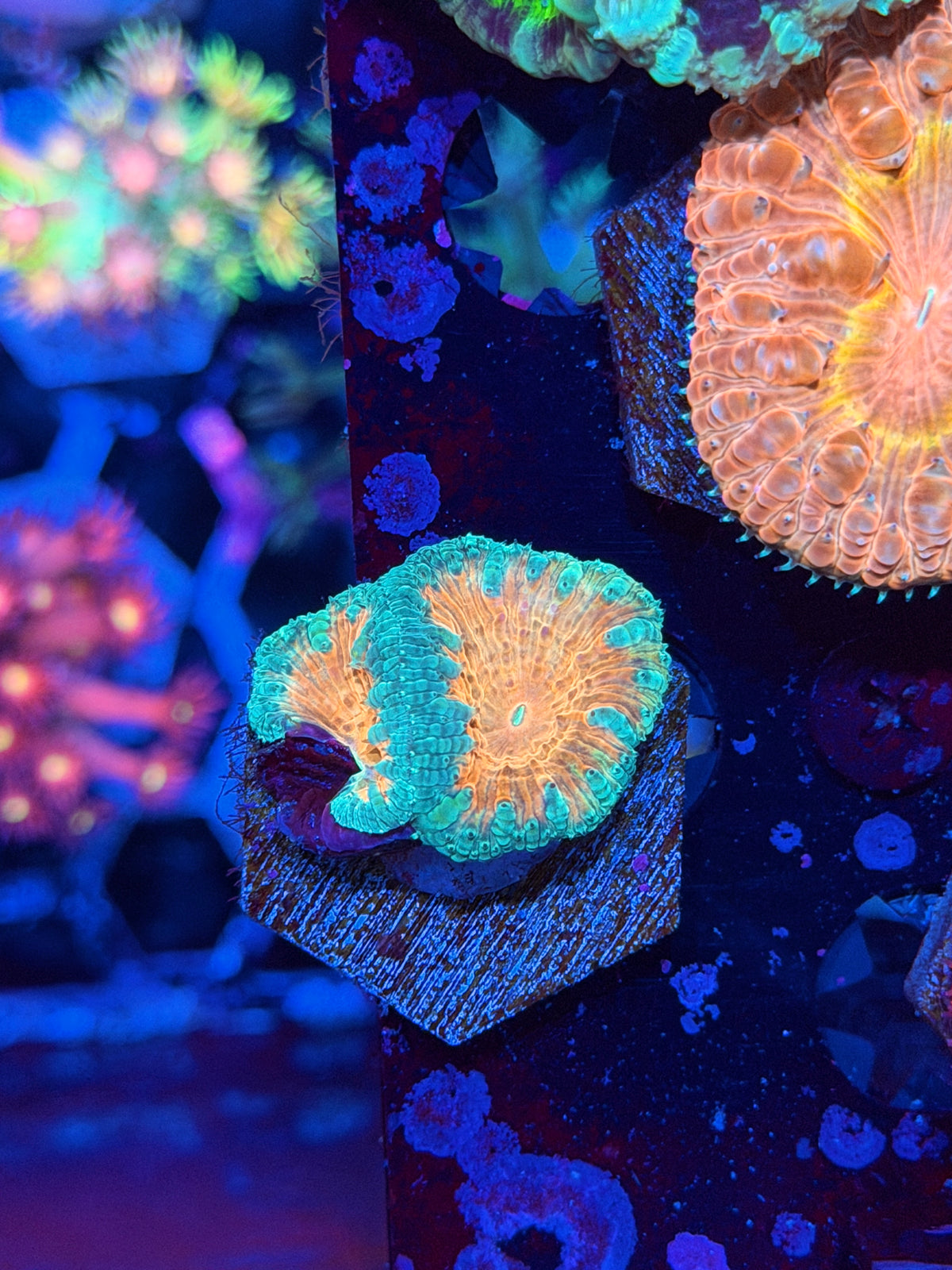 JEA Miami Vice Blastomussa Coral 2 Heads 9/11