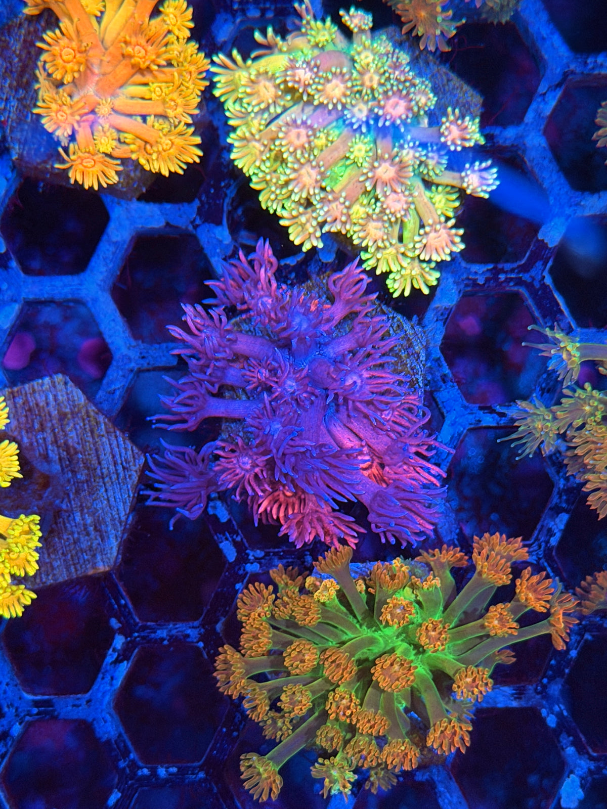 JEA Chimera Goniopora Coral Grafted Last Frag Available 9/11