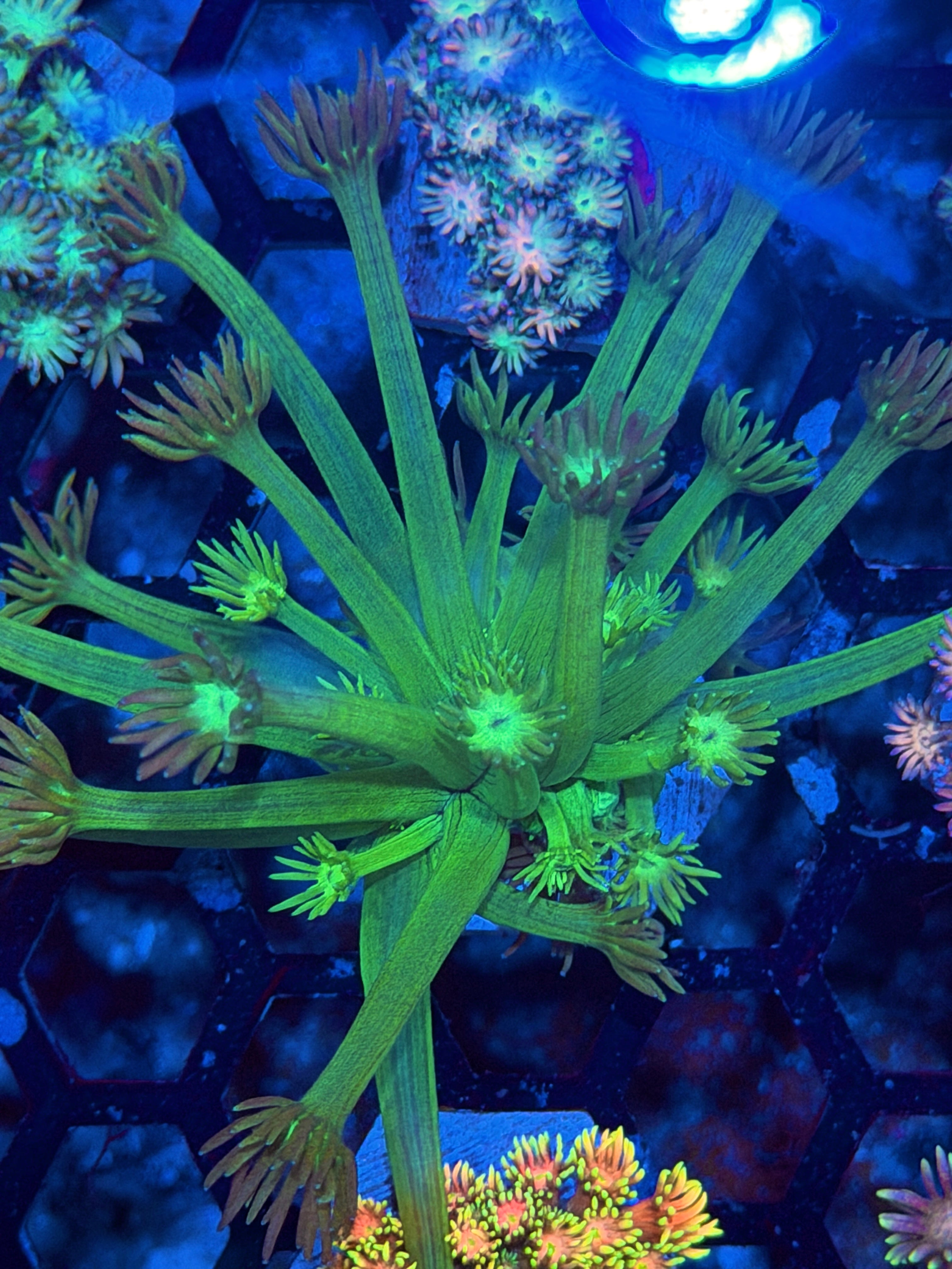JEA Plasma Blast Goniopora 9/11