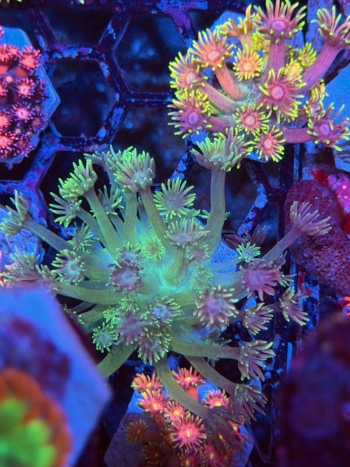 JEA Demon Slayer Goniopora Coral 9/11