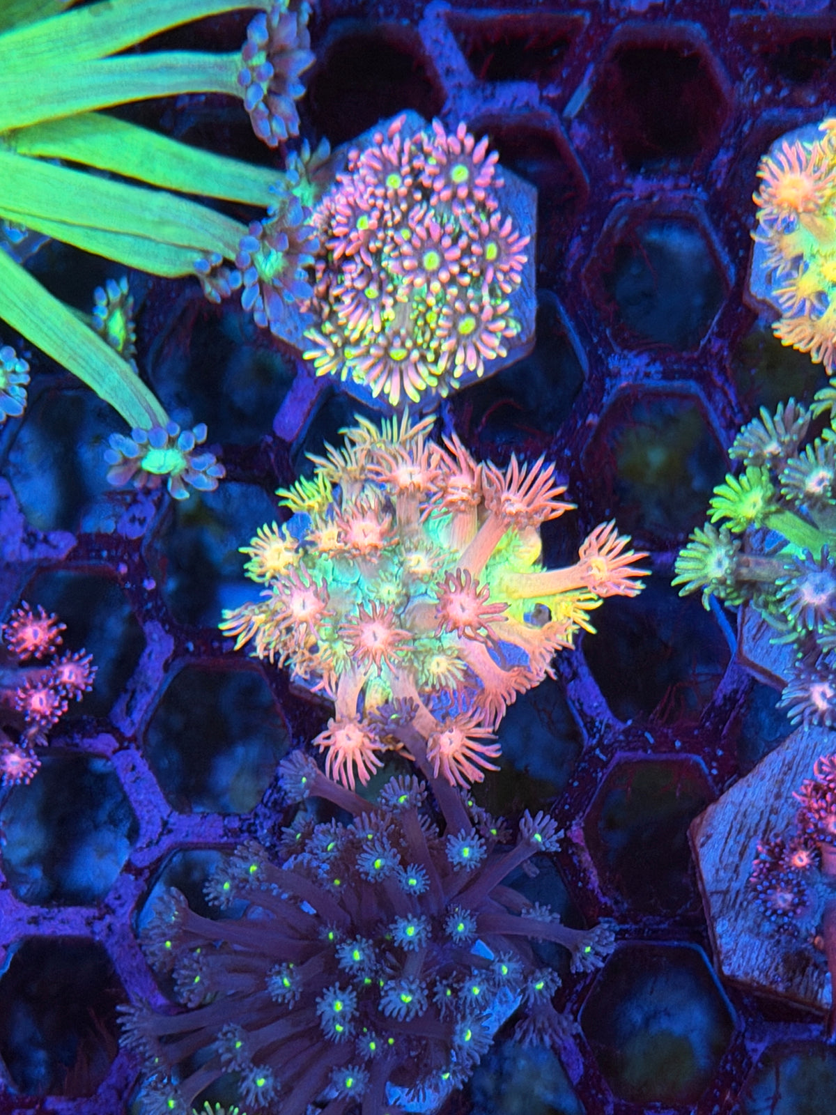 JEA Ultimate Rainbow Goniopora Coral 9/11