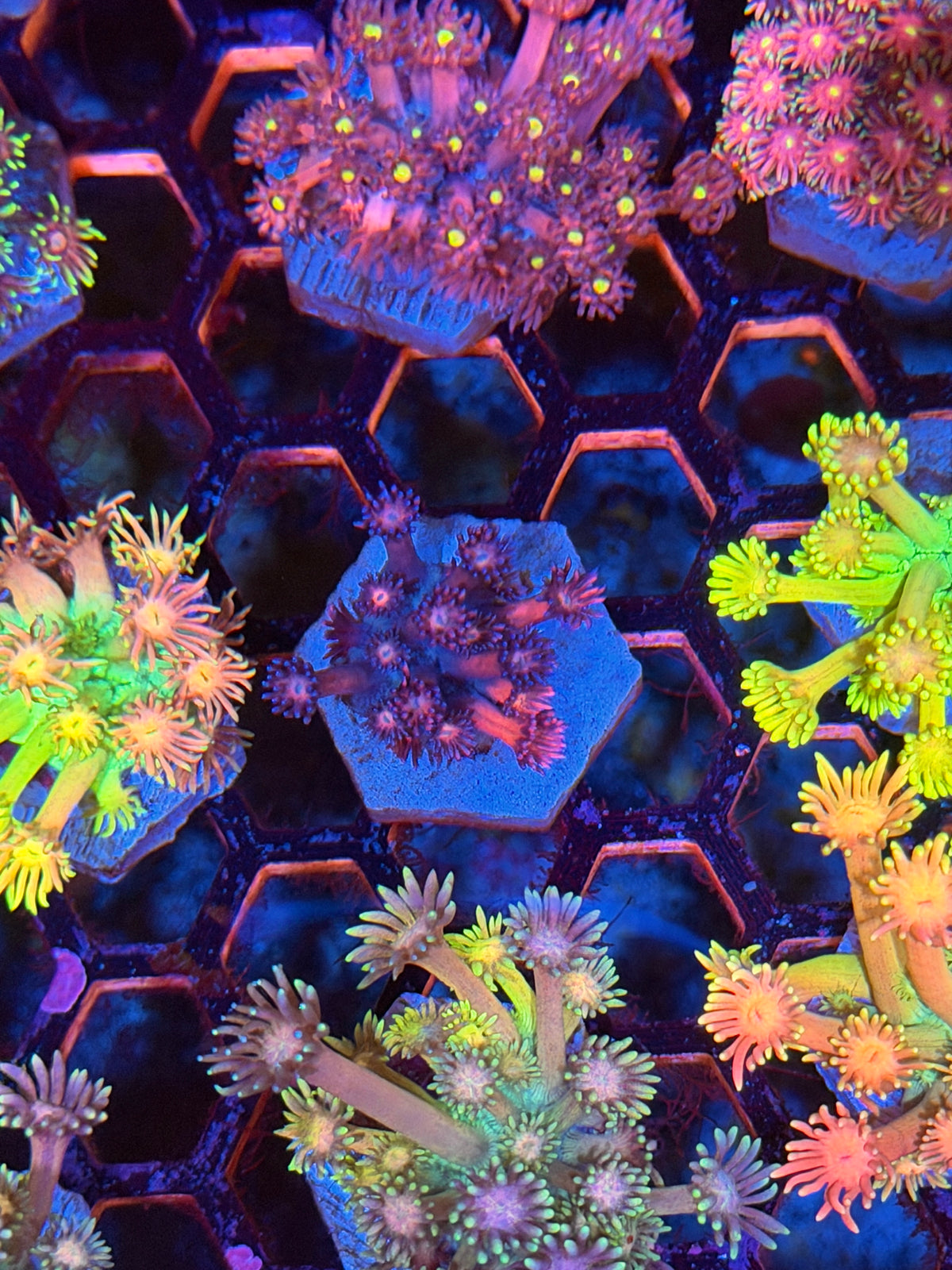JEA Dynamite Goniopora Coral 9/11