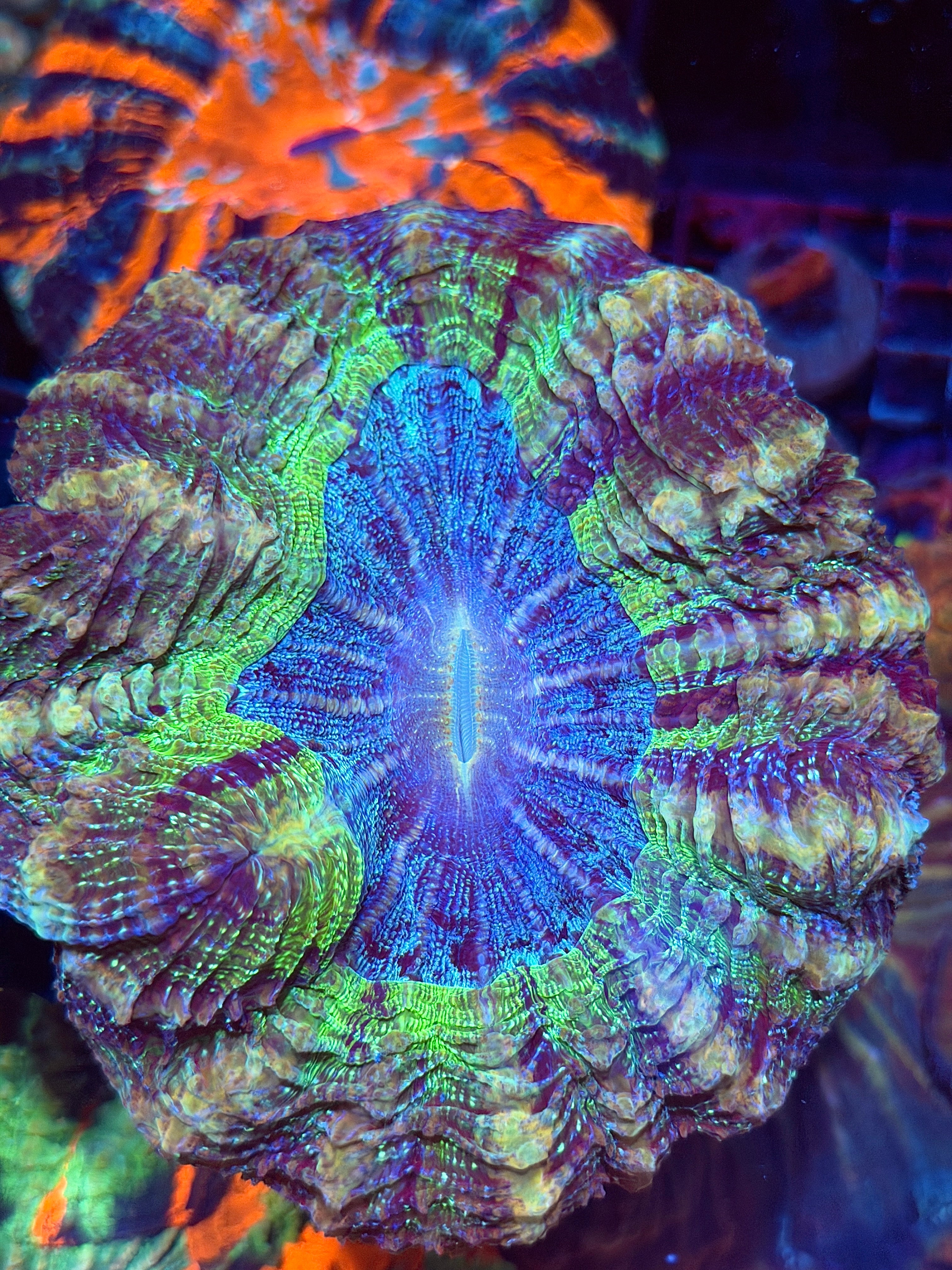 Insane Glitter Acanthophyllia Meat Coral Show Piece XXL 9/11