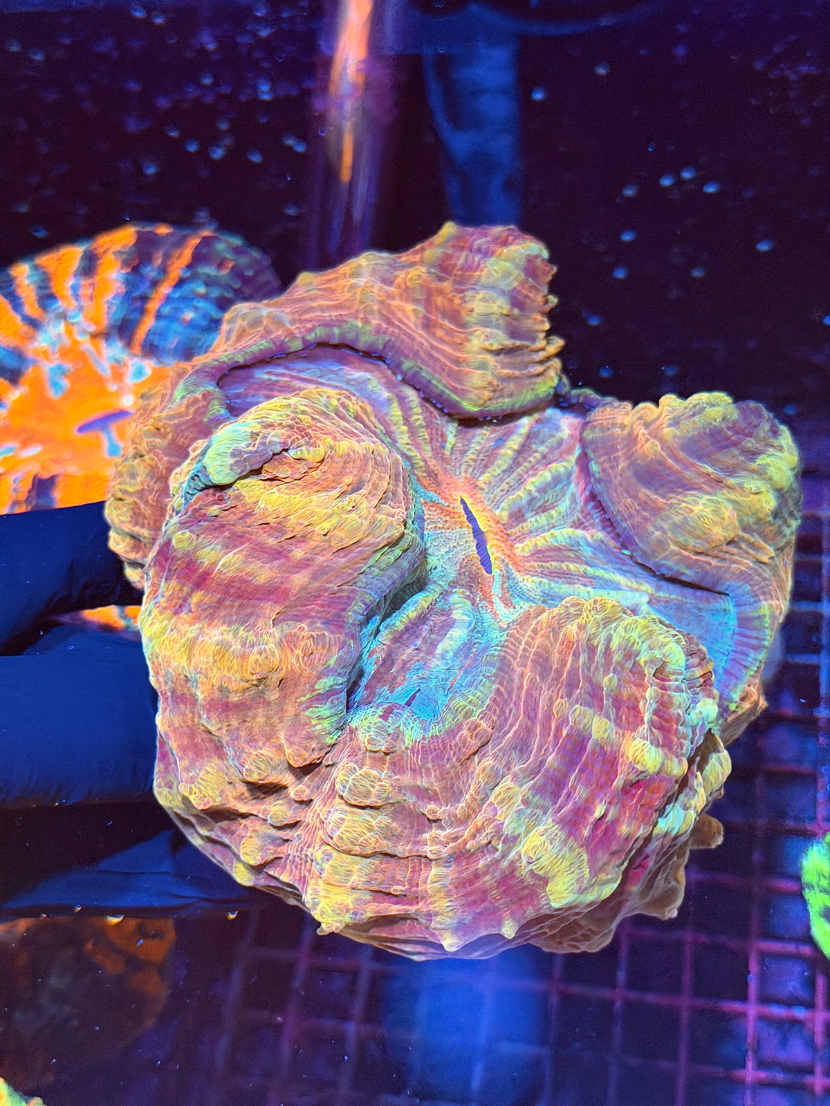 Rainbow Acanthophyllia Meat Coral XXL Show Piece 9/11