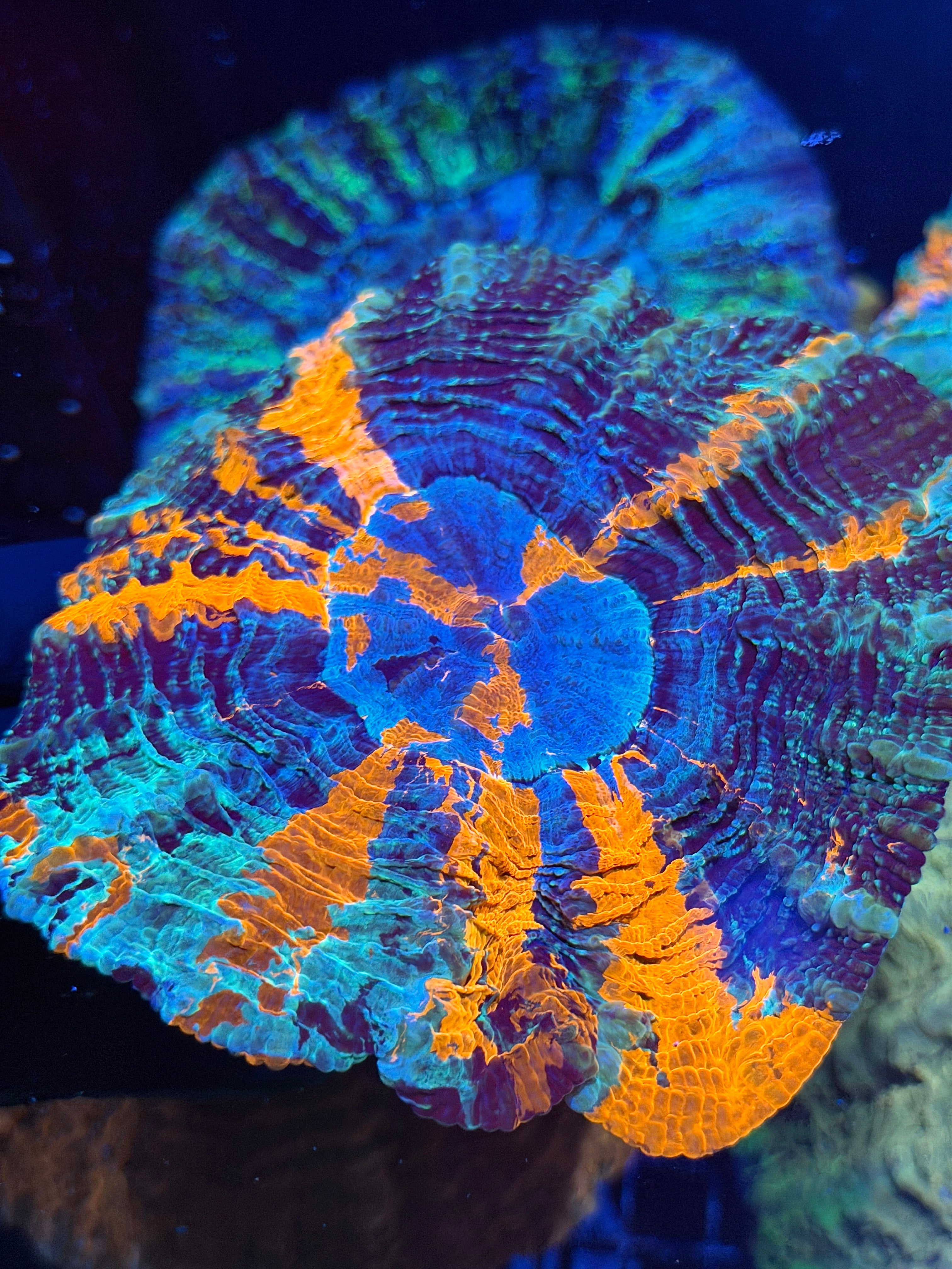 Rainbow Acanthophyllia Meat Coral XL 9/11