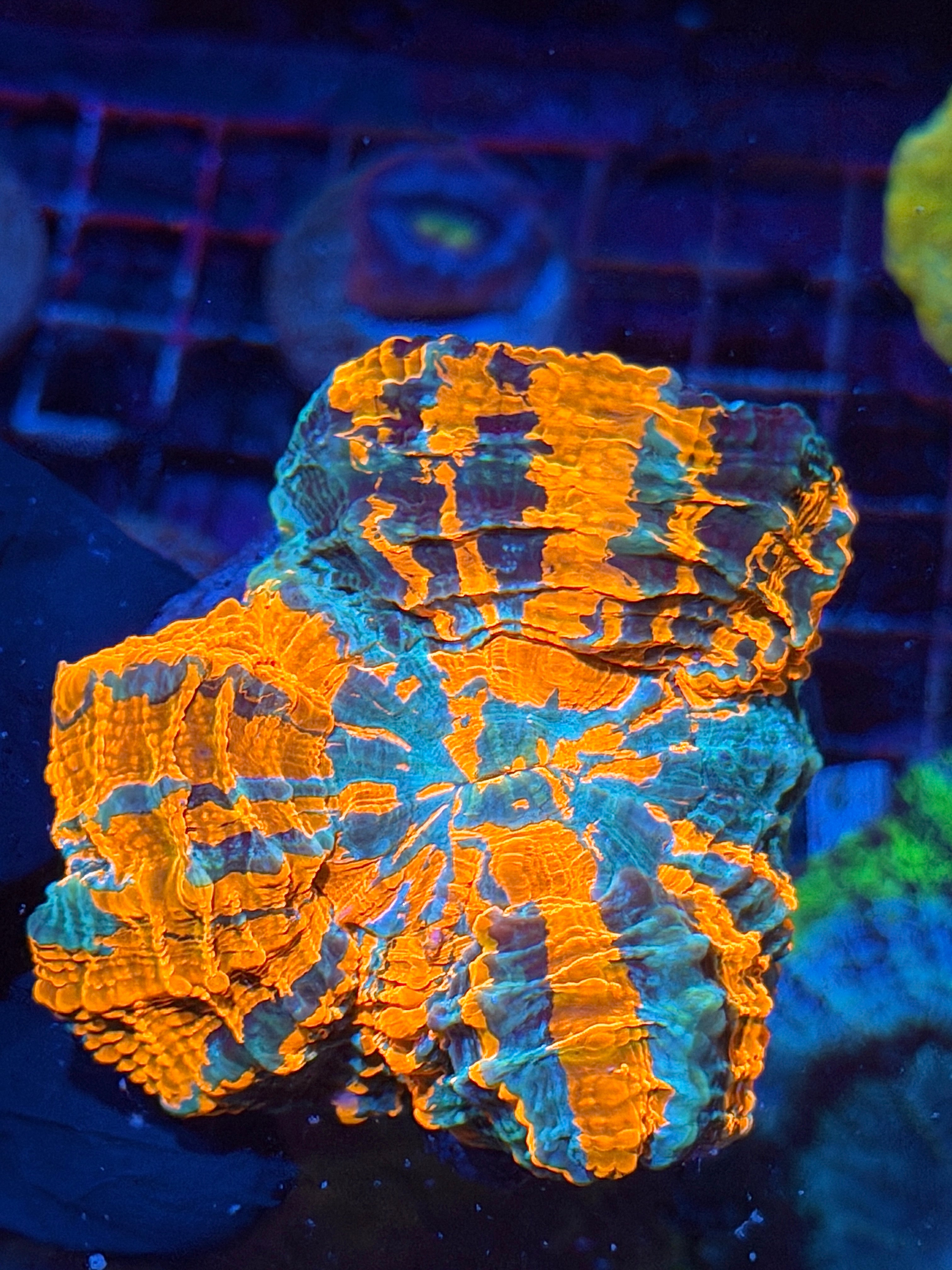 Insane Striped Acanthophyllia Meat Coral Bright 9/11