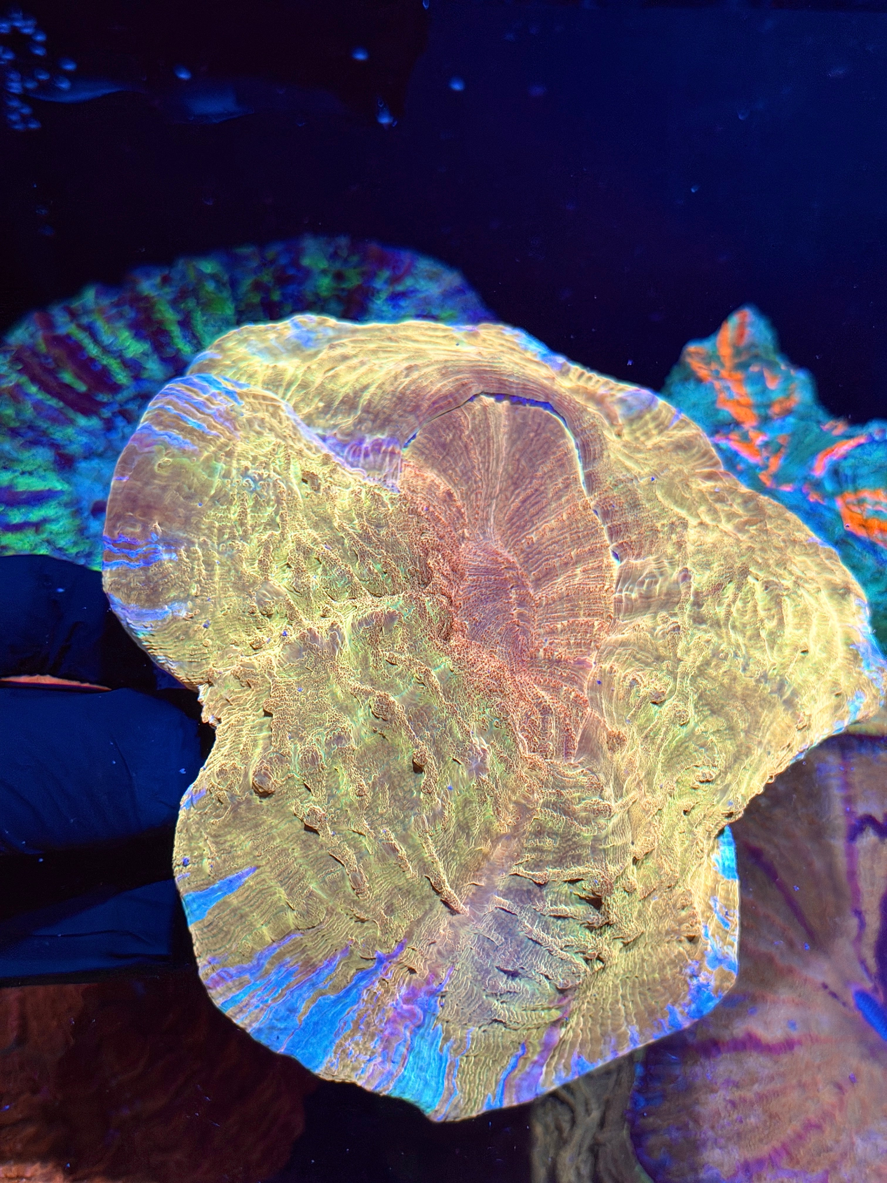 Yellow / Pink Rim Acanthophyllia Meat Coral XL Show Piece 9/11