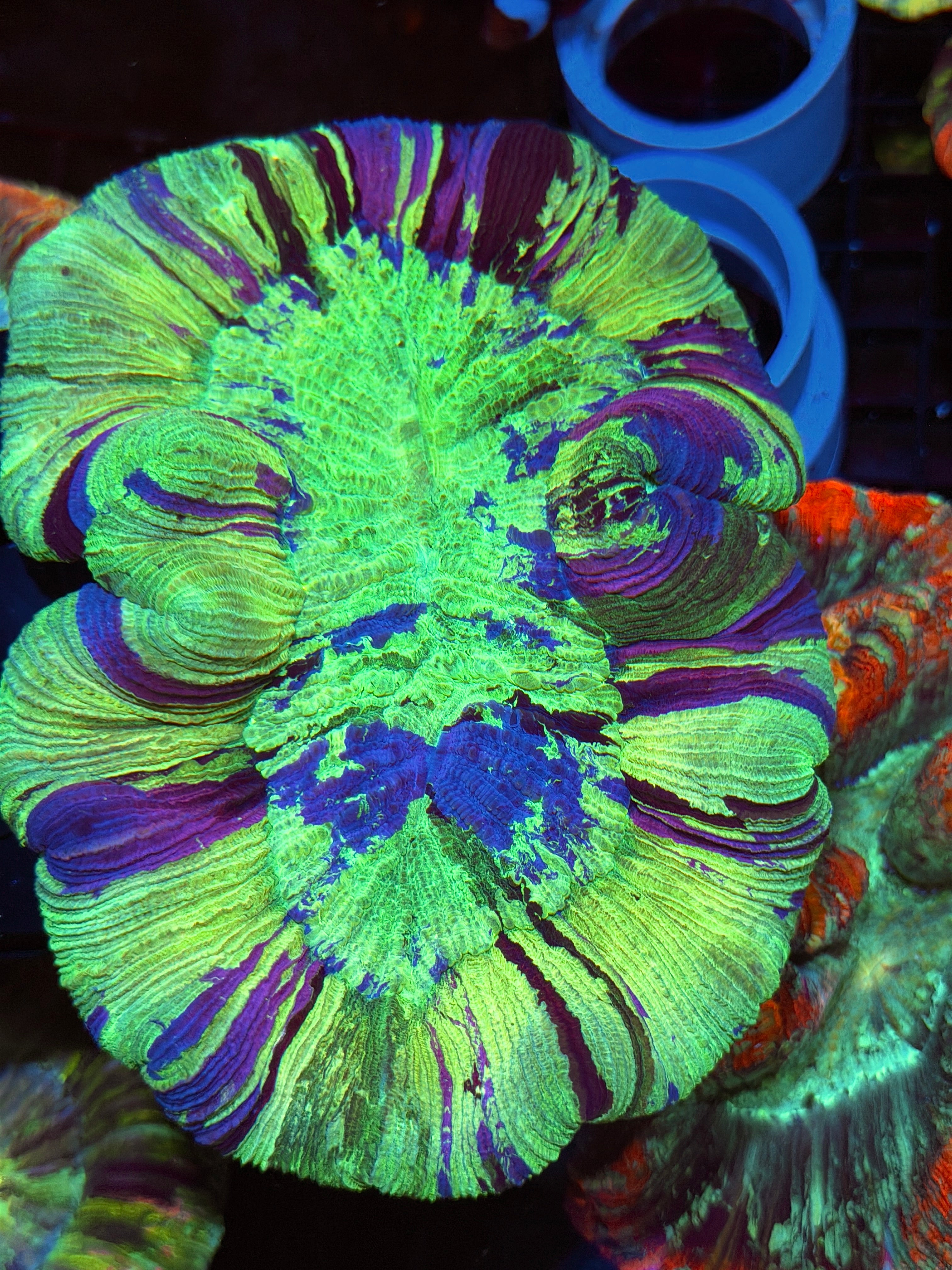 Insane Trachyphyllia Meat Coral XXL Show Piece 9/11