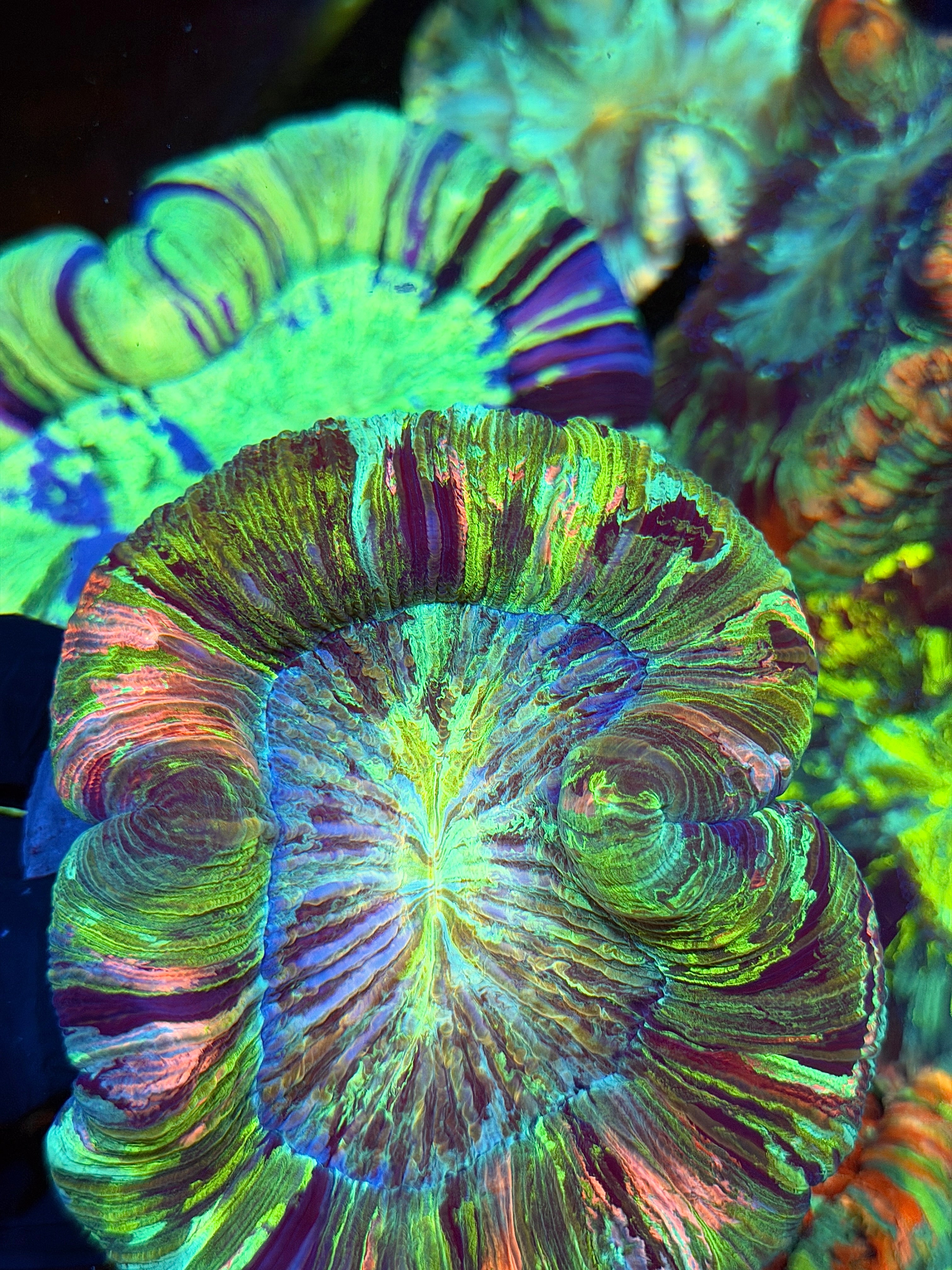 Insane Striped Rainbow Trachyphyllia Meat Coral XL 9/11