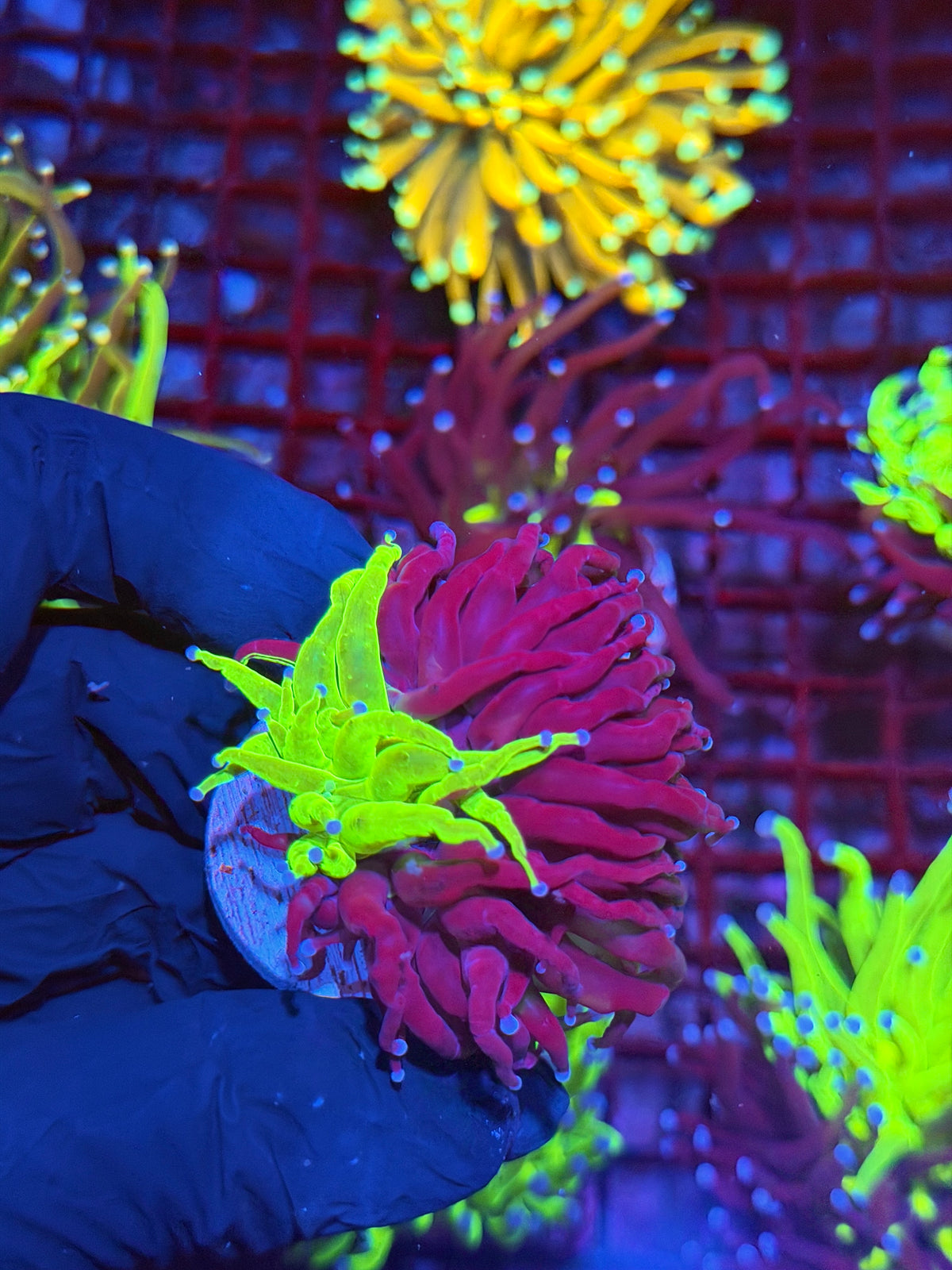 JEA Grafted Holy Grail Torch Coral 1 XXL Head 9/11