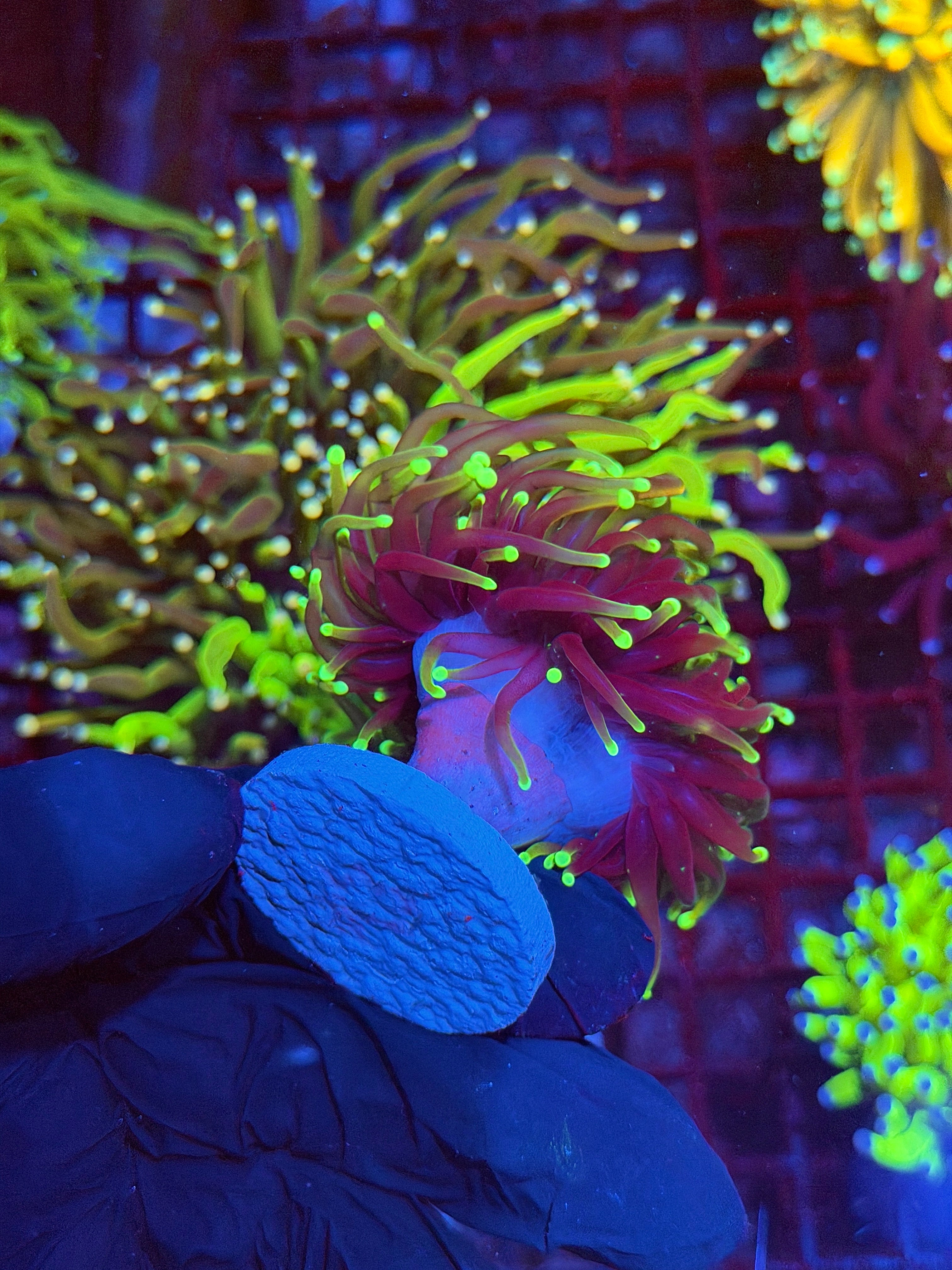 JEA Dragon Fire Torch Coral 2 Heads XL 9/11