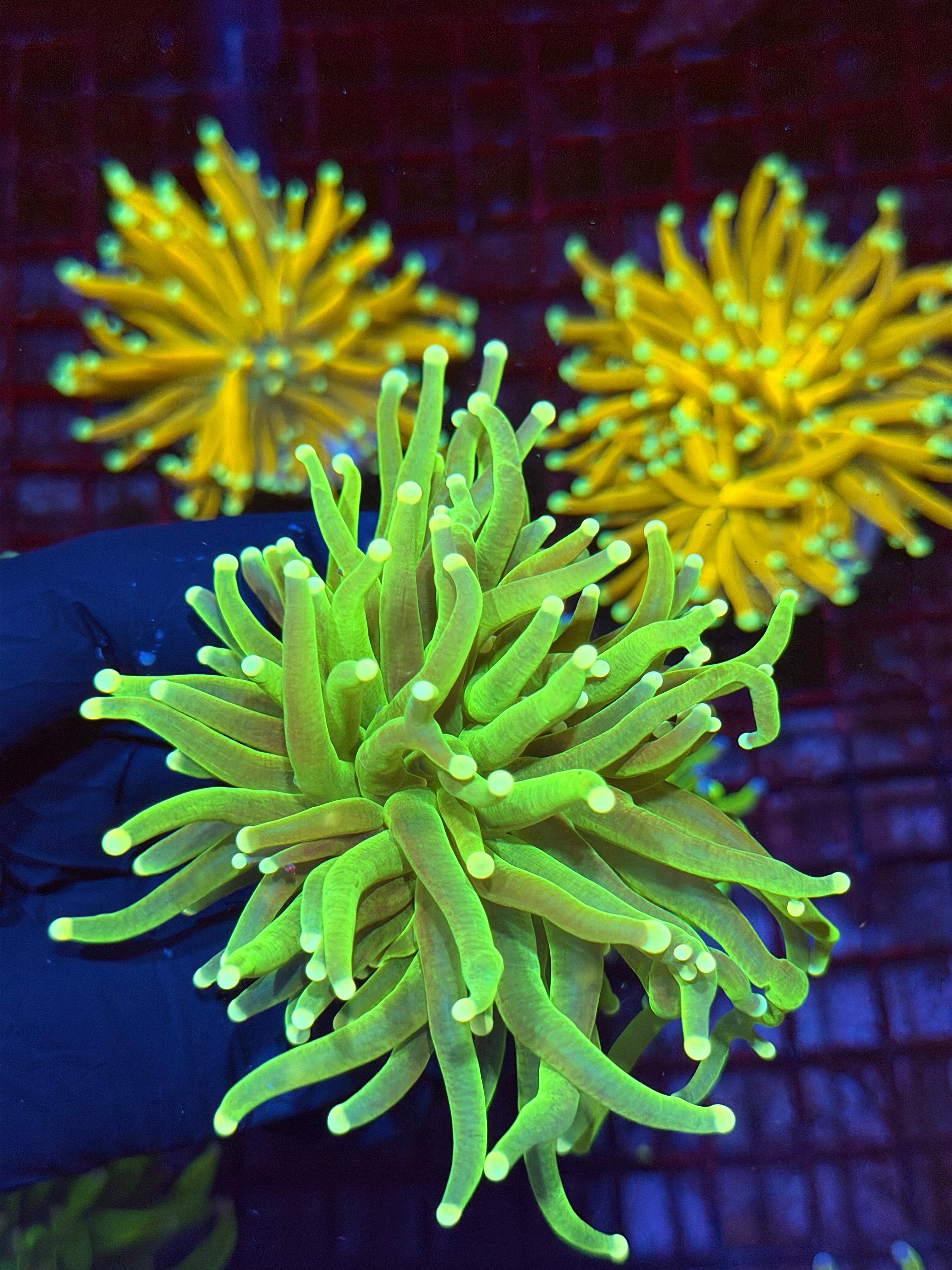 JEA Key Lime Pie Holy Grail Coral 1 XXL Head 9/11