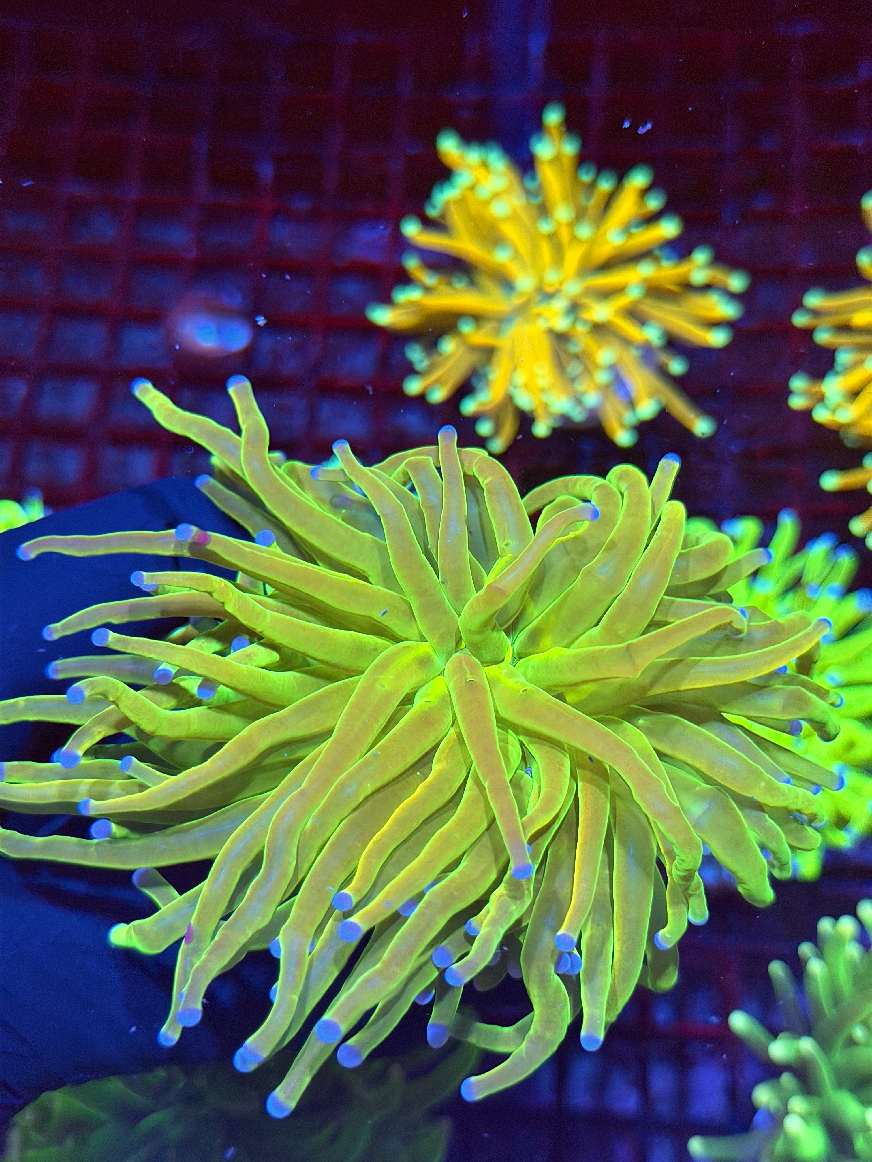JEA Grinch Holy Grail Torch Coral 1 XXXL Head 9/11