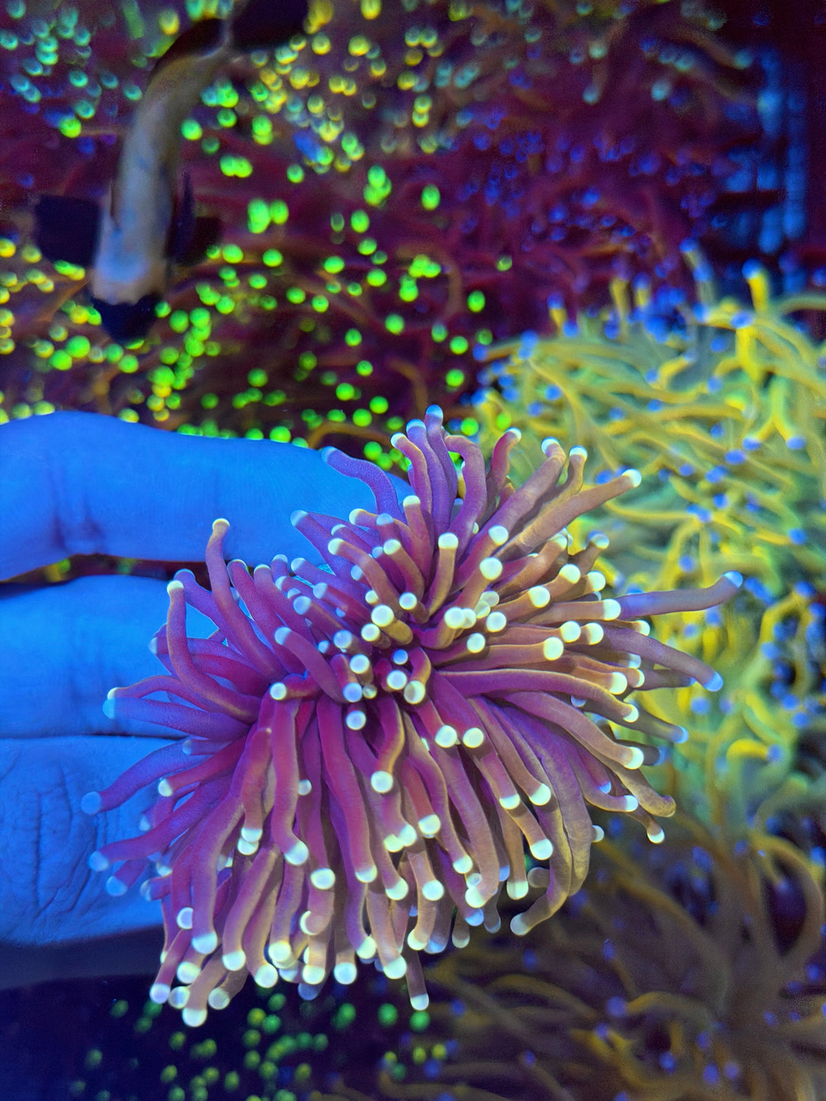 JEA Purple Haze Torch Coral 1 XXL Head Splitting Half Purple/Half Peach Tentacles 9/11