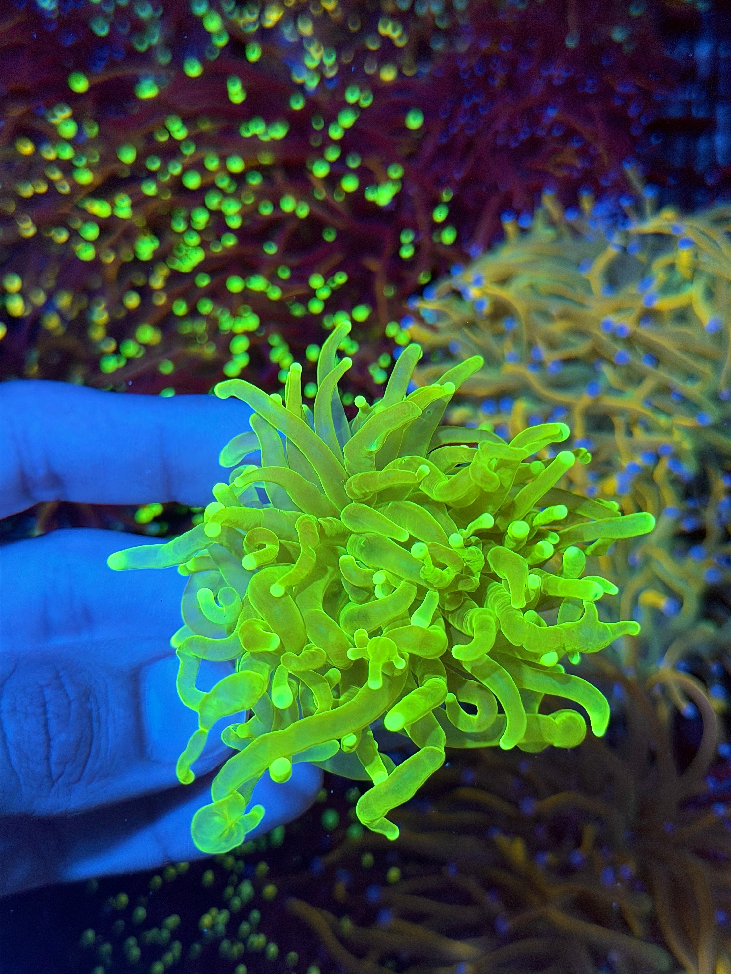JEA Radioactive Torch Coral 1 XL Head New Release 9/11