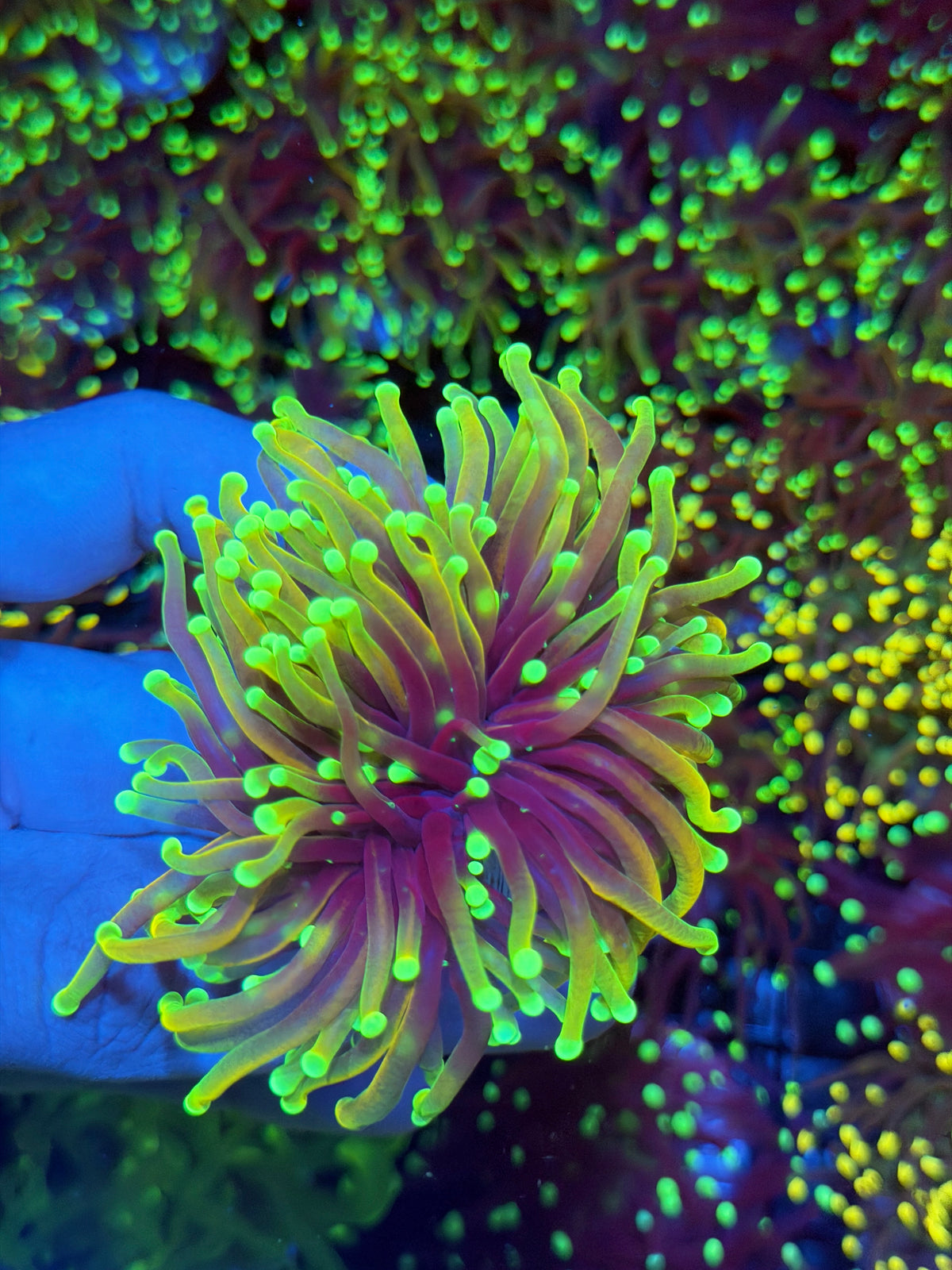 JEA Hellfire Torch Coral 1 XL Head 9/11