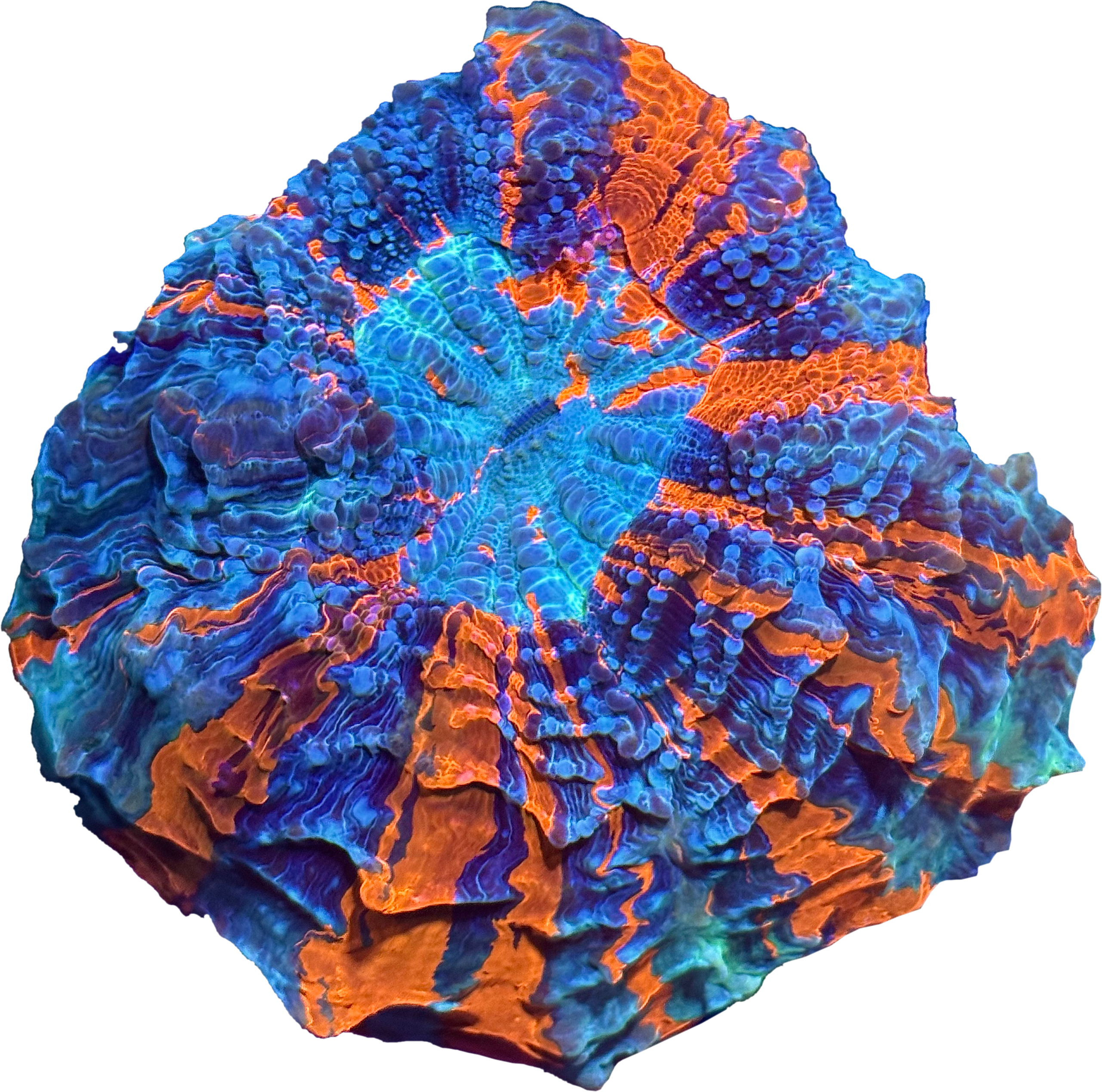 Acanthophyllia
