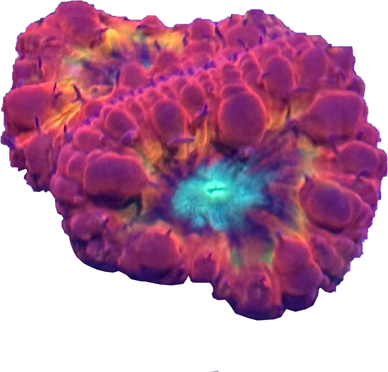 Blastomussa