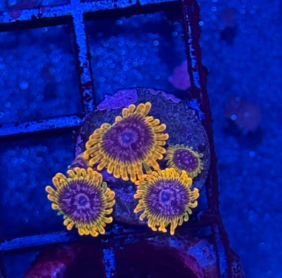 Zoanthids