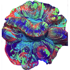 Trachyphyllia