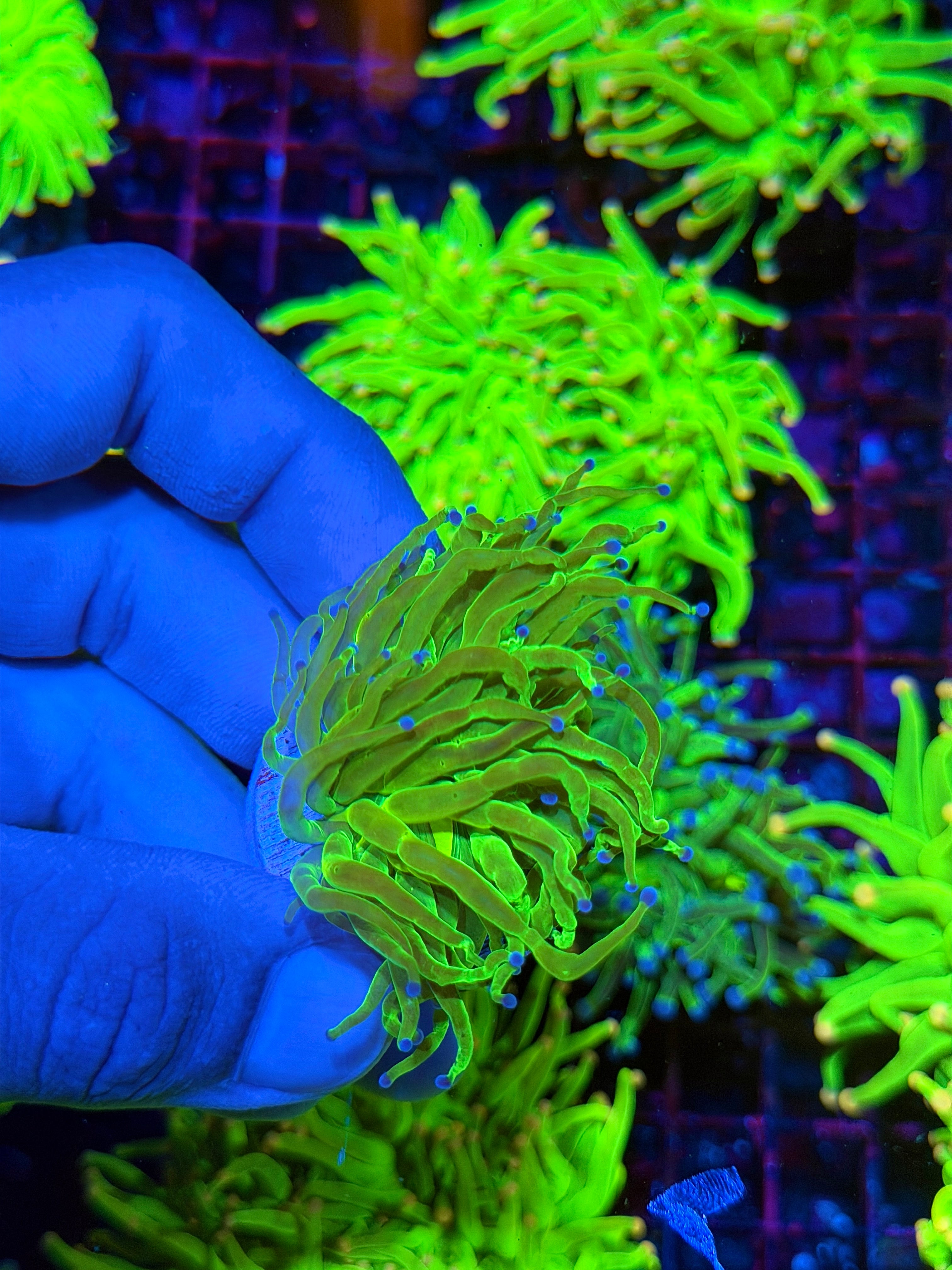 Todd’s Torch Coral 1 Head XL