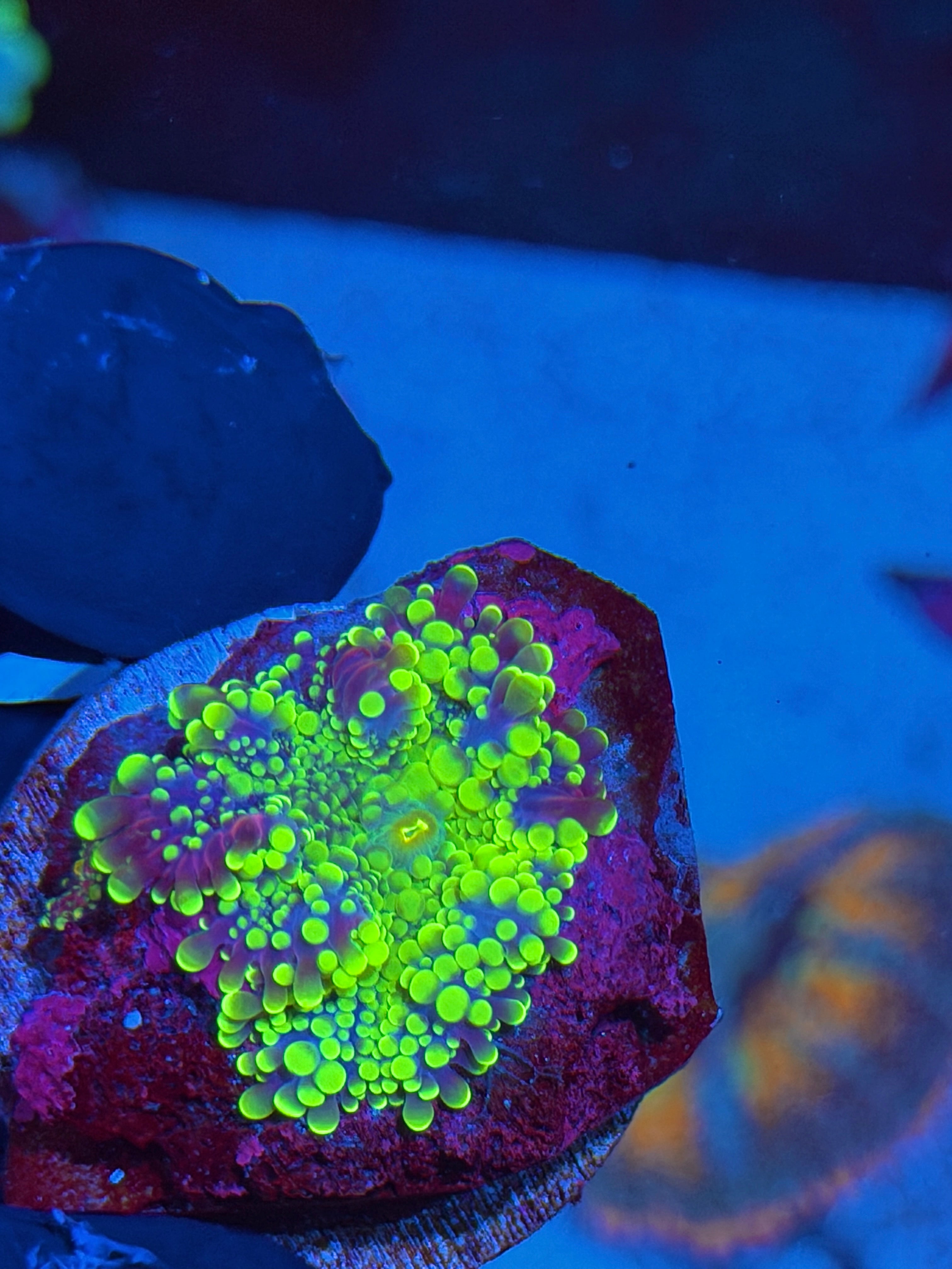 JEA Rainbow Plasma Yuma Mushroom Coral