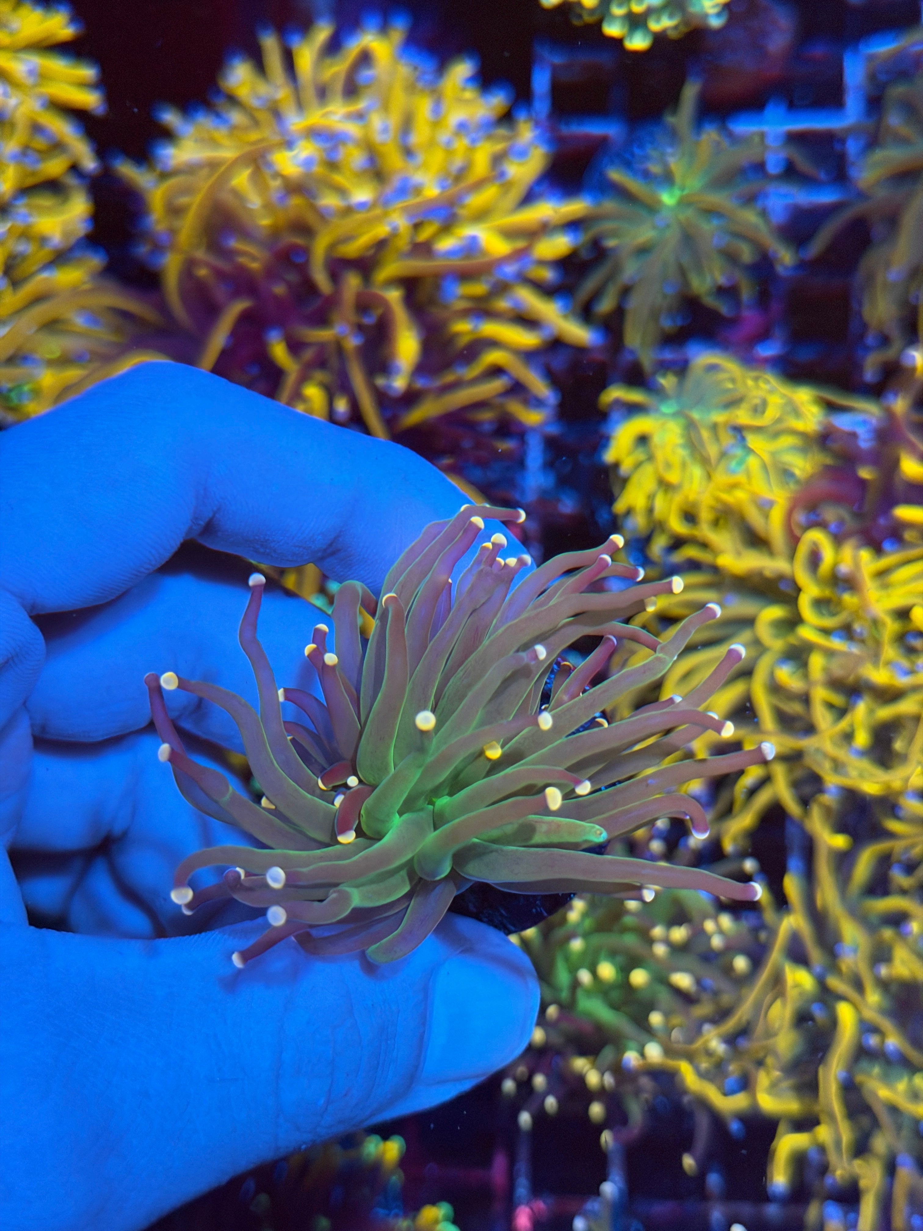 JEA Confetti Torch Coral 1 Head 2/25