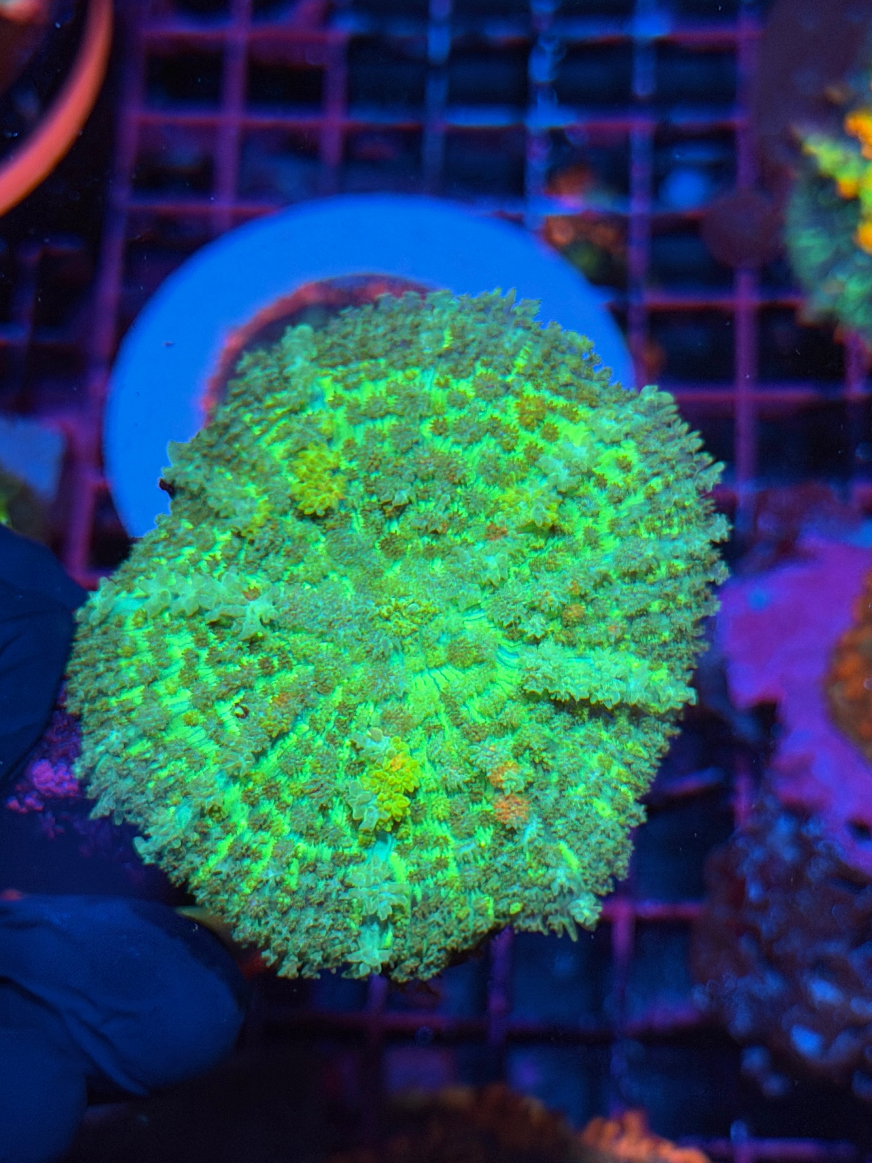 JEA Emerald Kingpin Bounce Mushroom Coral XXL 2.5” * New Release* 2/25