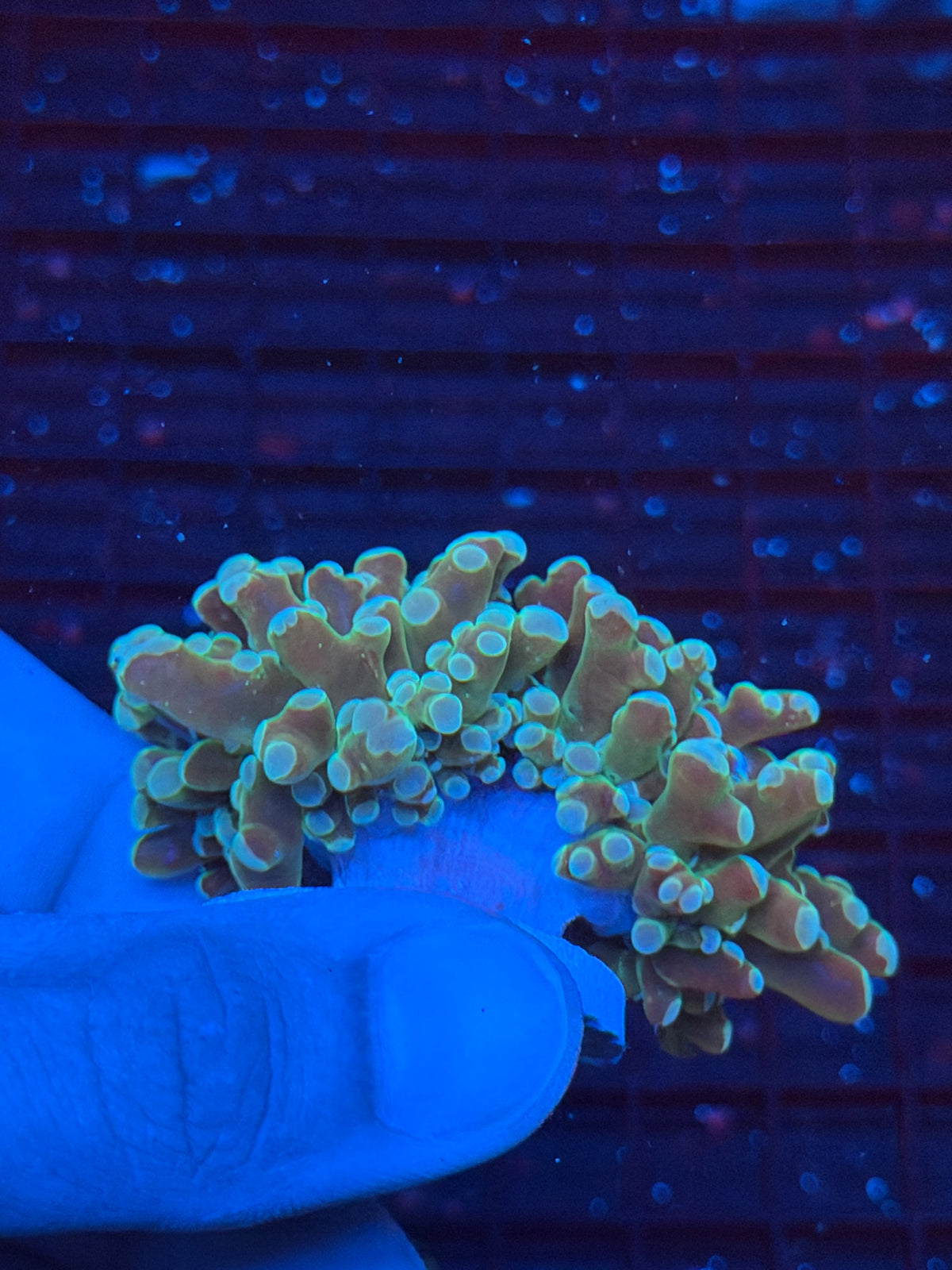 JEA Holy Relic Frogspawn Coral 1 XL Head Splitting 9/1