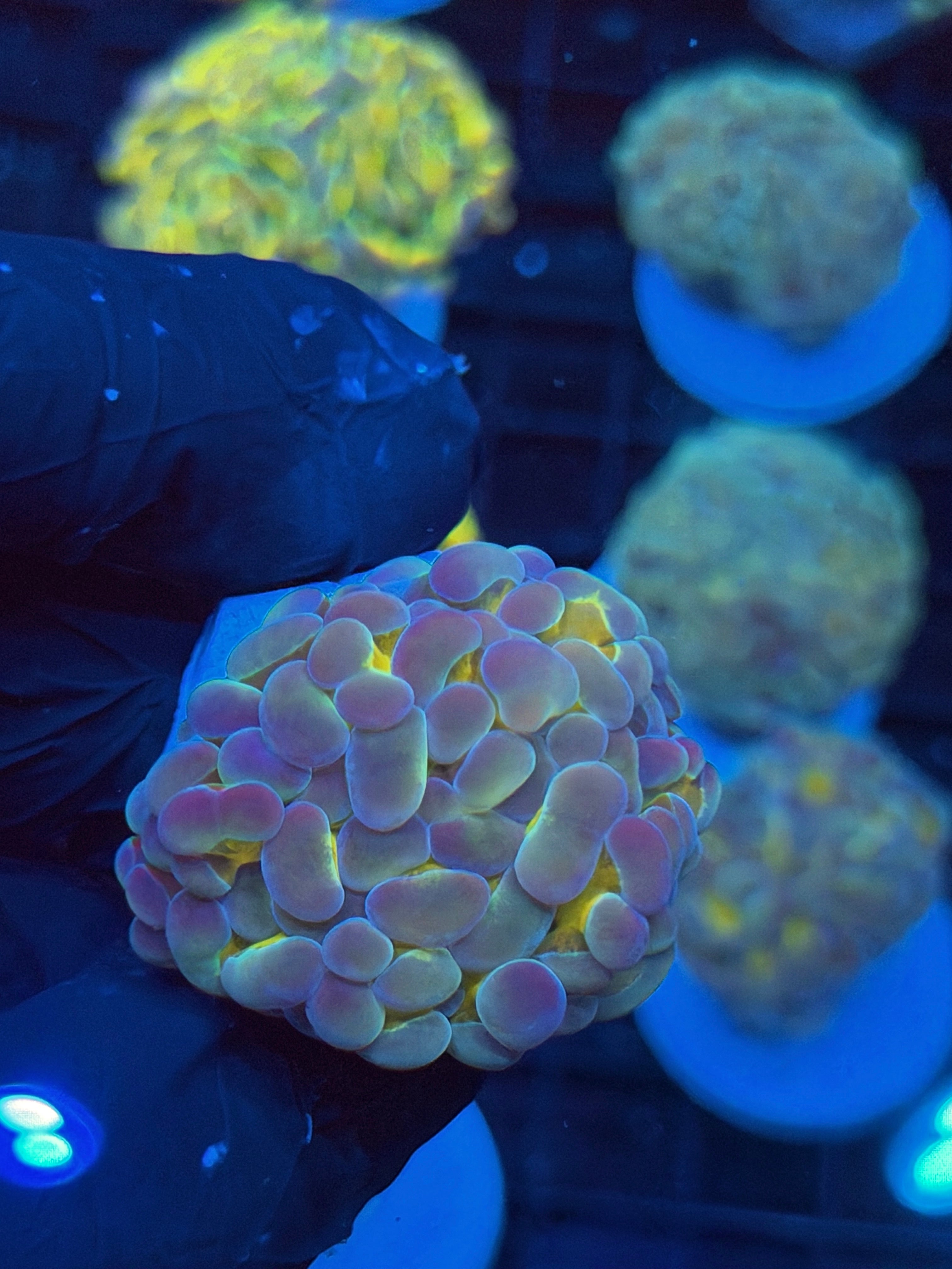 JEA Bubble Blaster Hammer Coral 1 XL Head 9/5