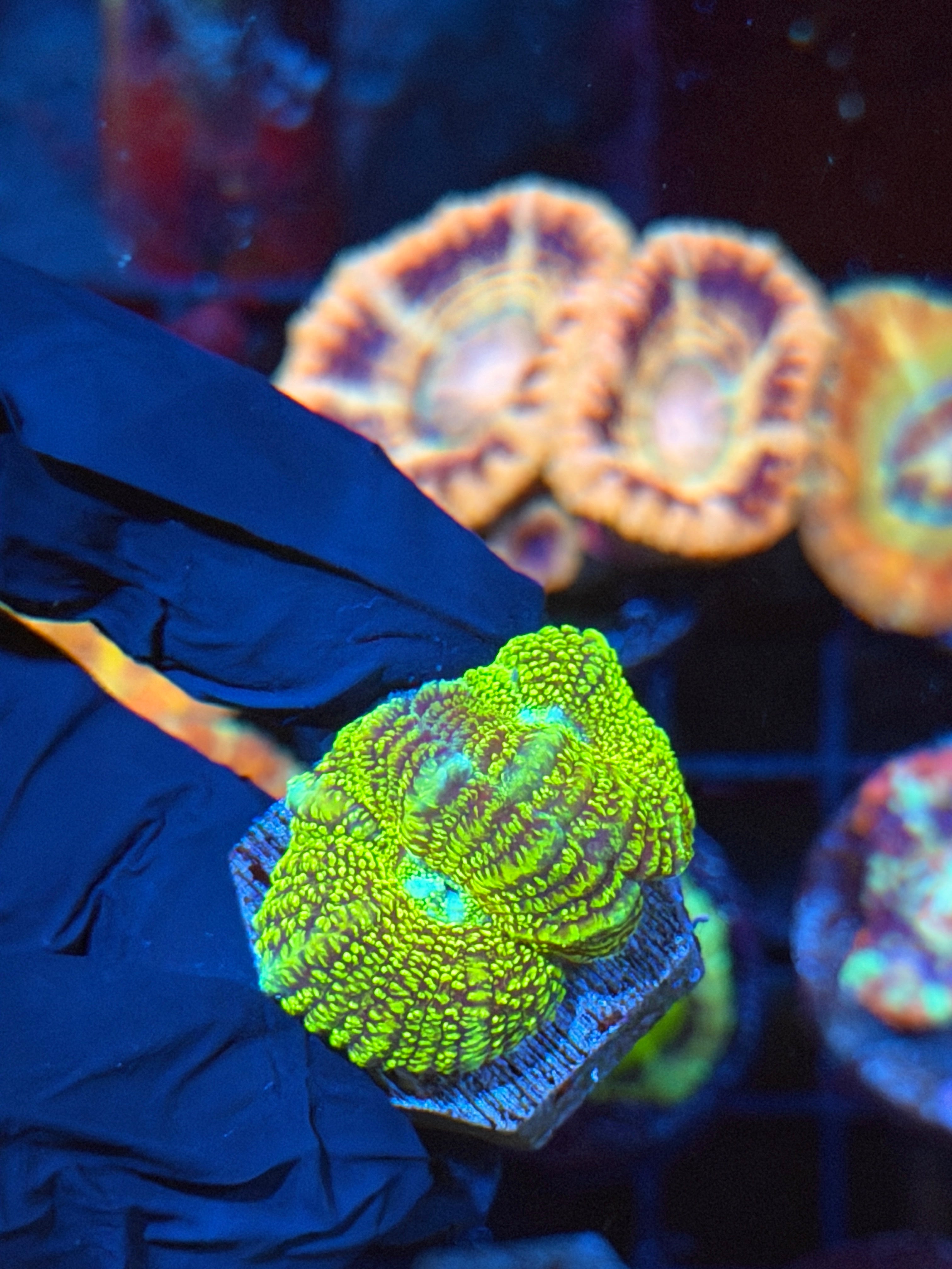 JEA Cosmic Glitter Asian Acan 2 Heads ( LAST FRAG AVAILABLE) 2/25