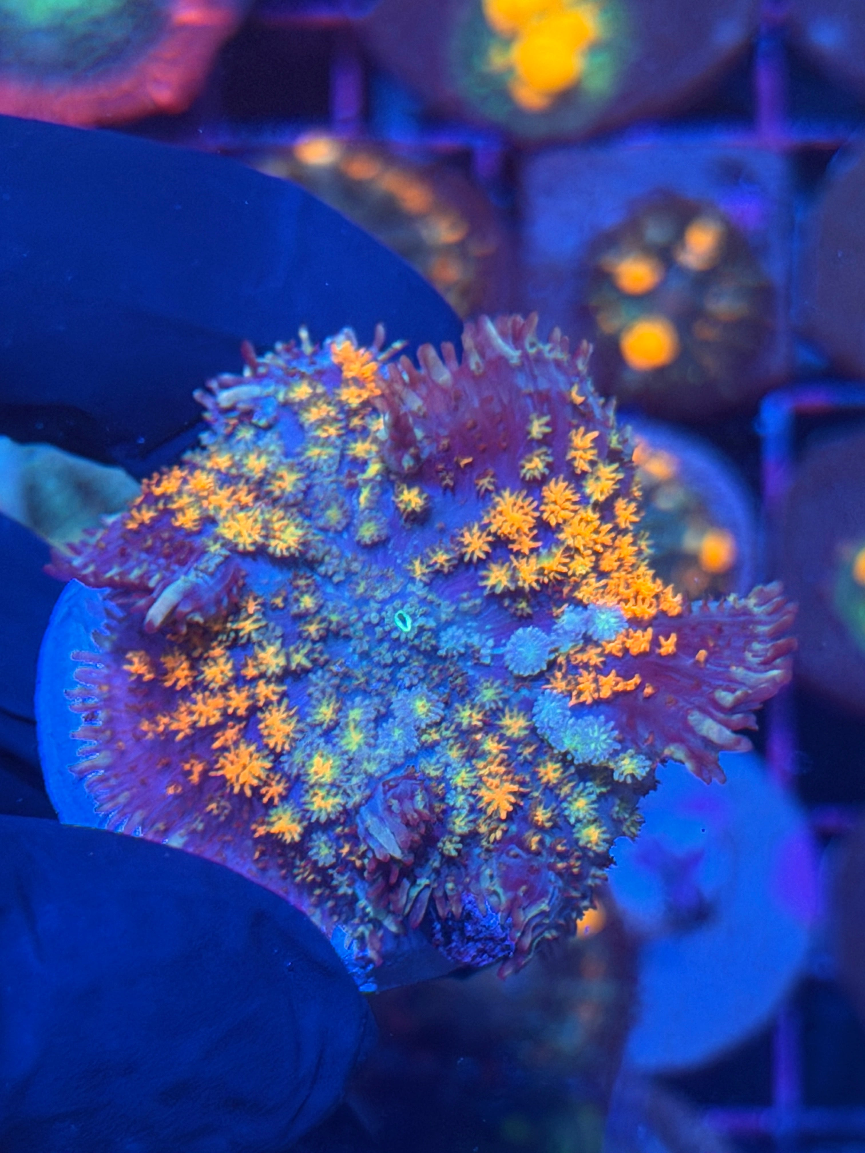 JEA Circus Freak Bounce Mushroom Coral 12/1