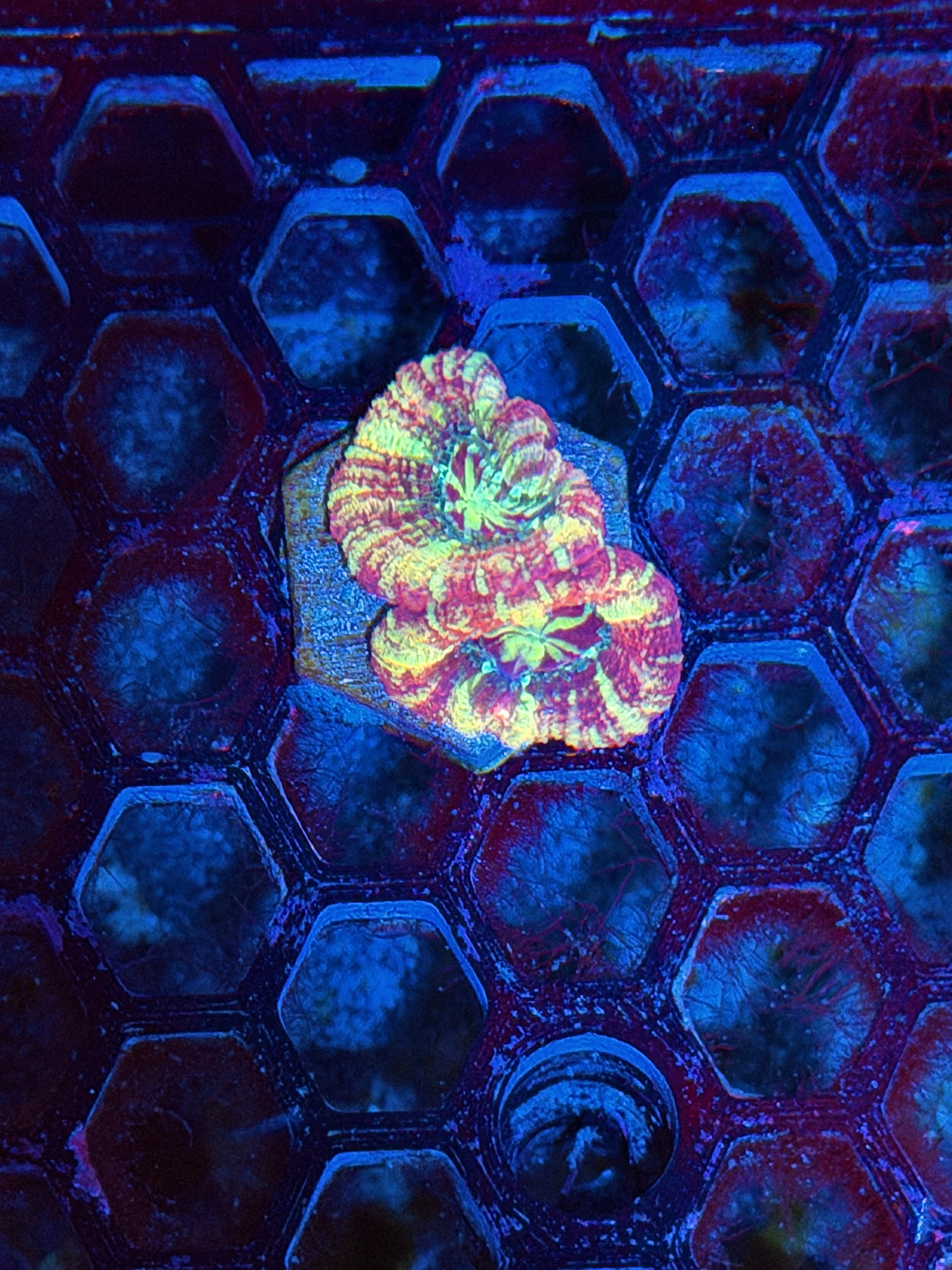 JEA Pink Cosmos Asian Acans 2 Heads XL 8/6