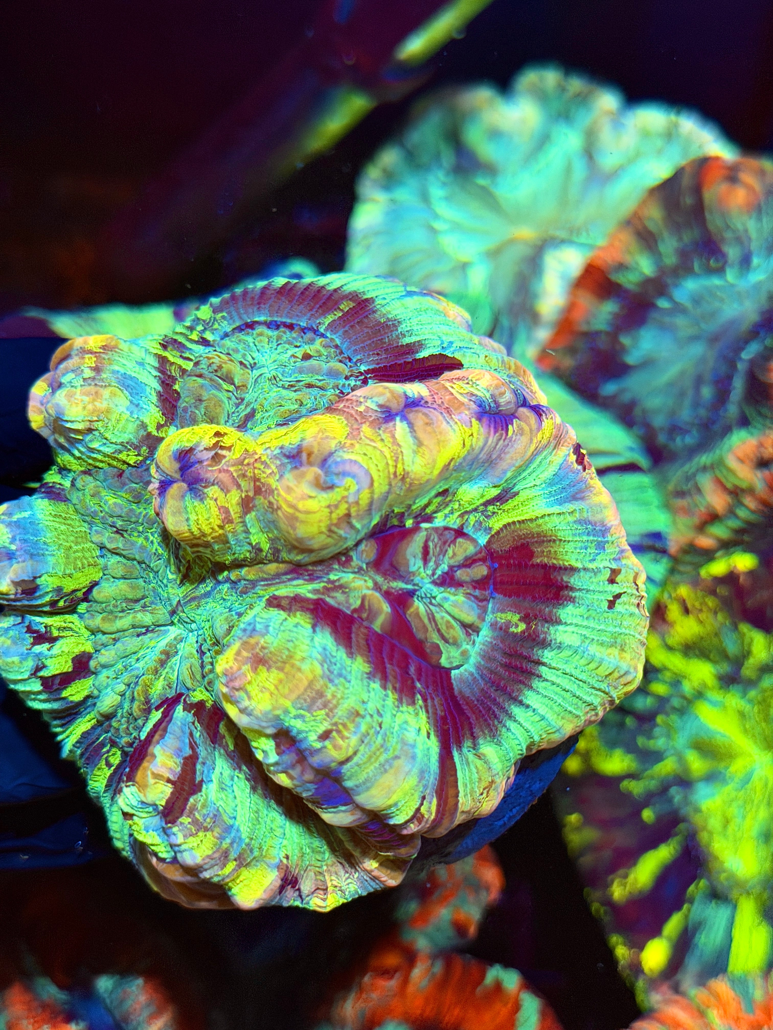 Rainbow Meltdown Trachyphyllia Meat Coral Insane Show Piece 9/6