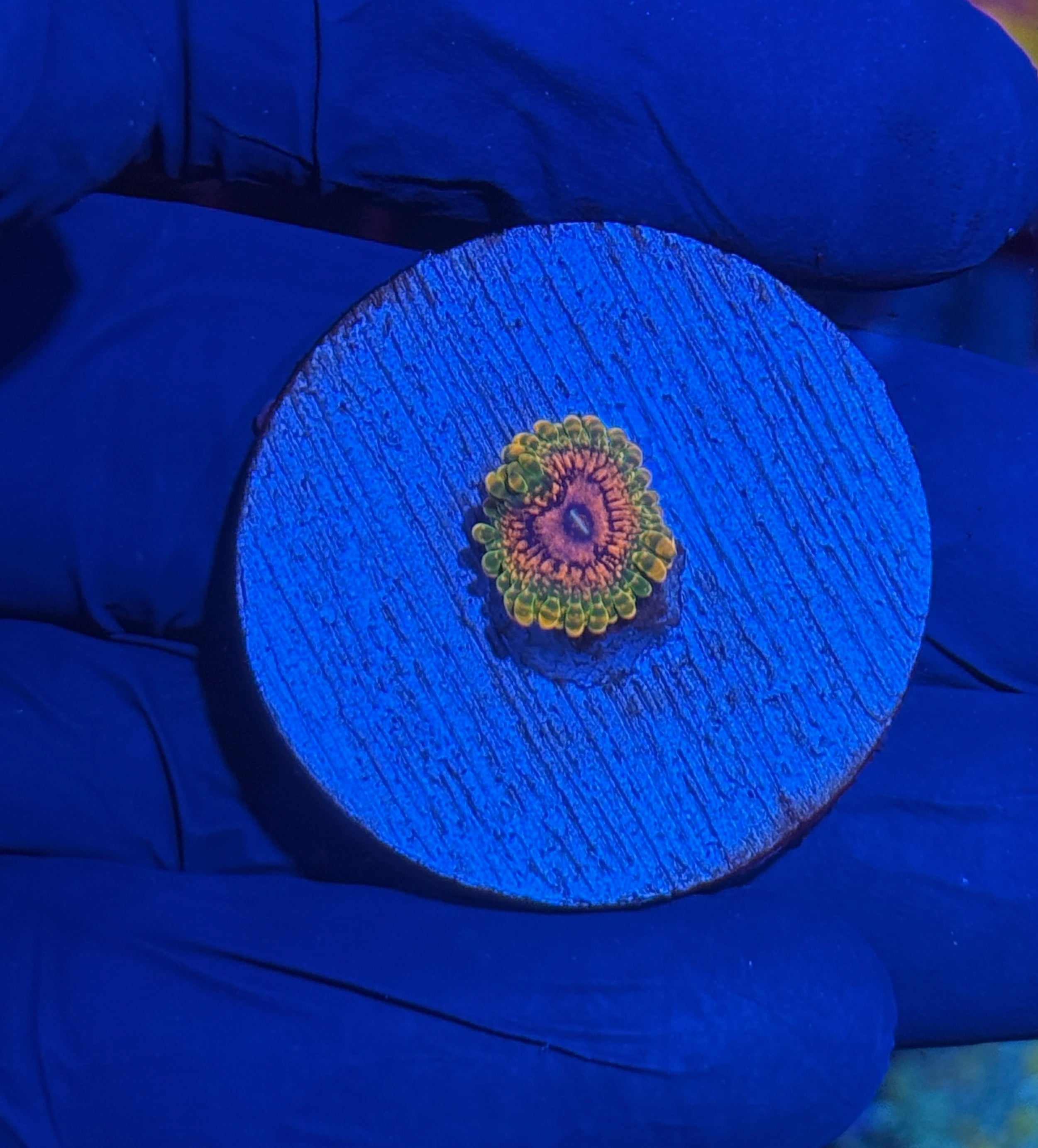 JEA GMK Zoanthid Coral 1 Polyp BRIGHT
