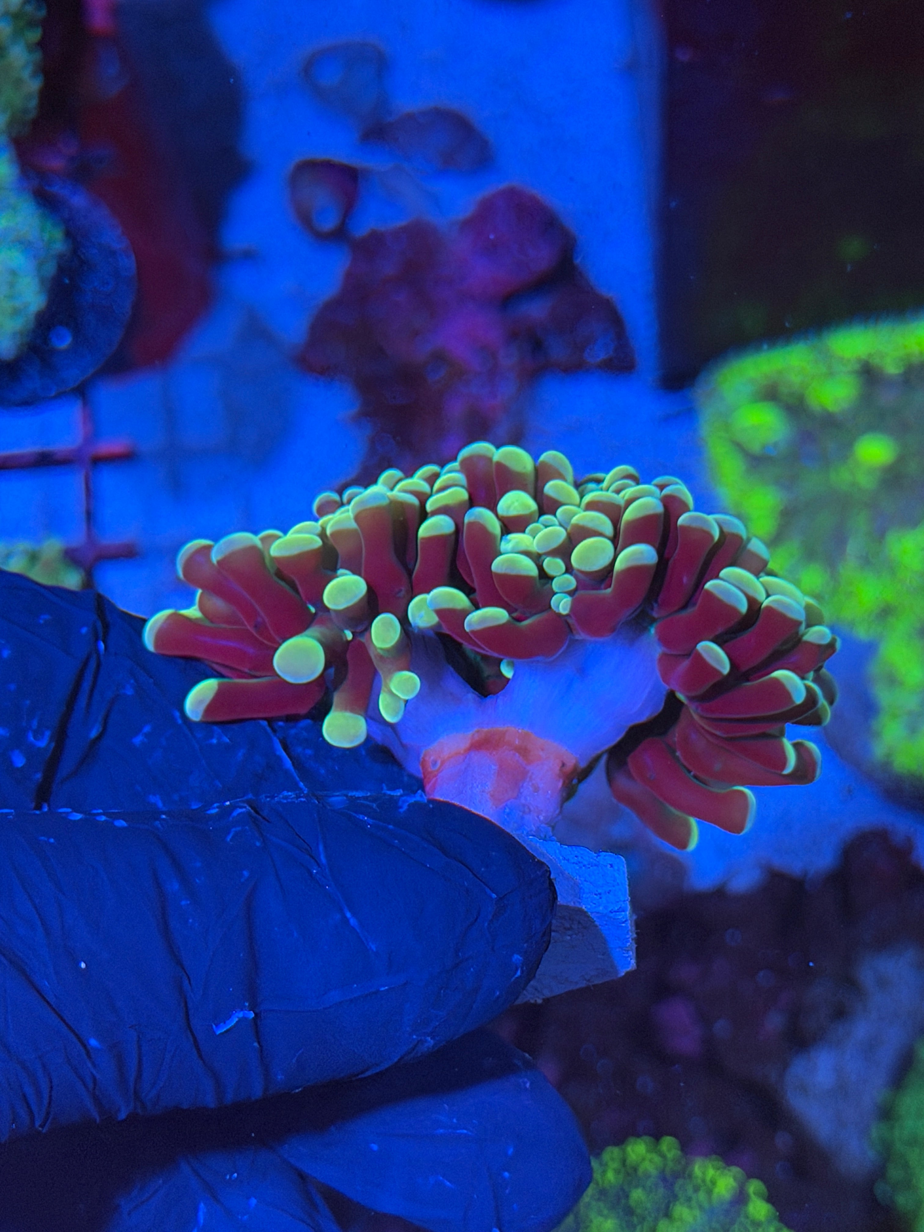 JEA Sweet Tarts Hammer Coral Mini Colony Cluster XXL