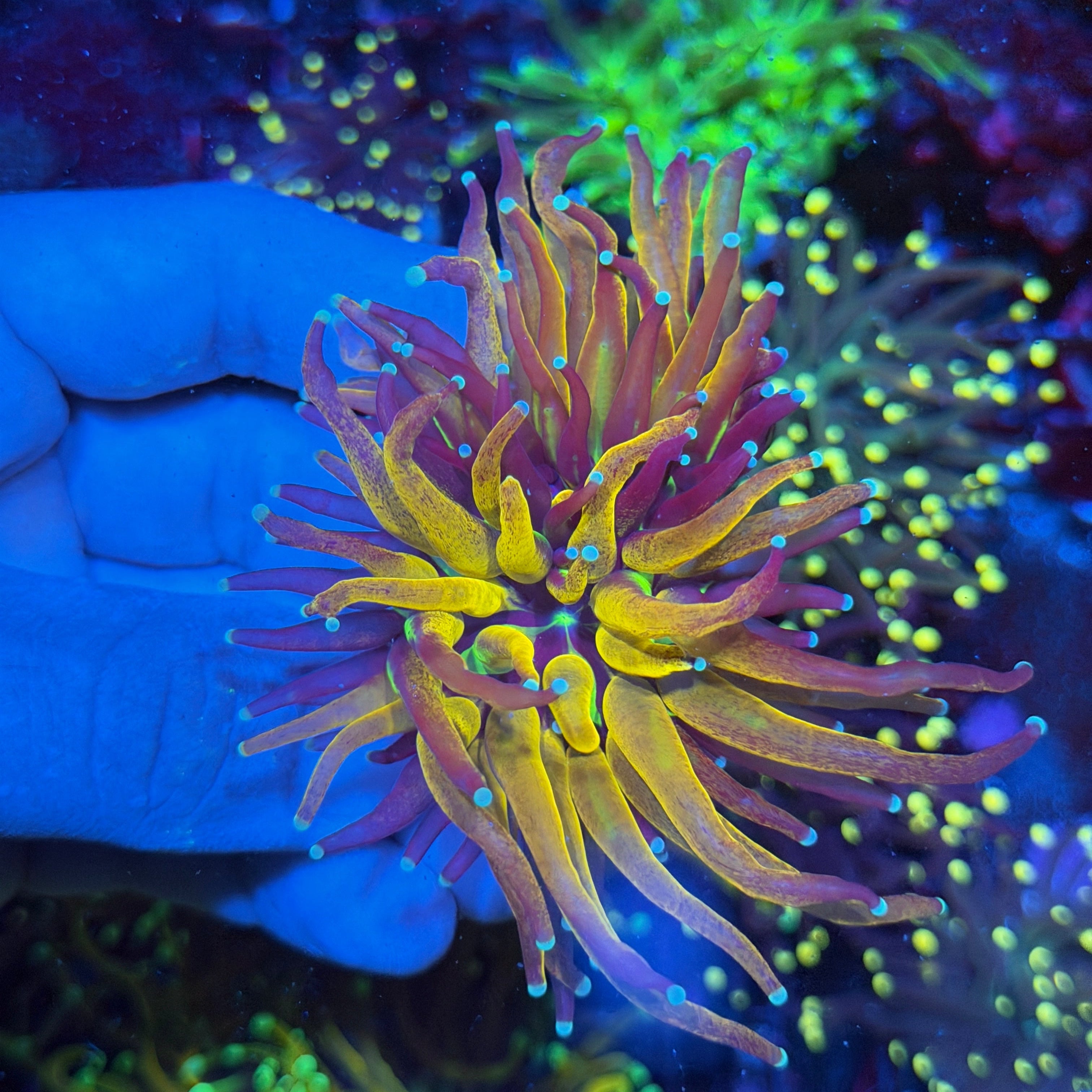 JEA Tiger Torch Coral 2 Heads Splitting to 3 XL 6/4