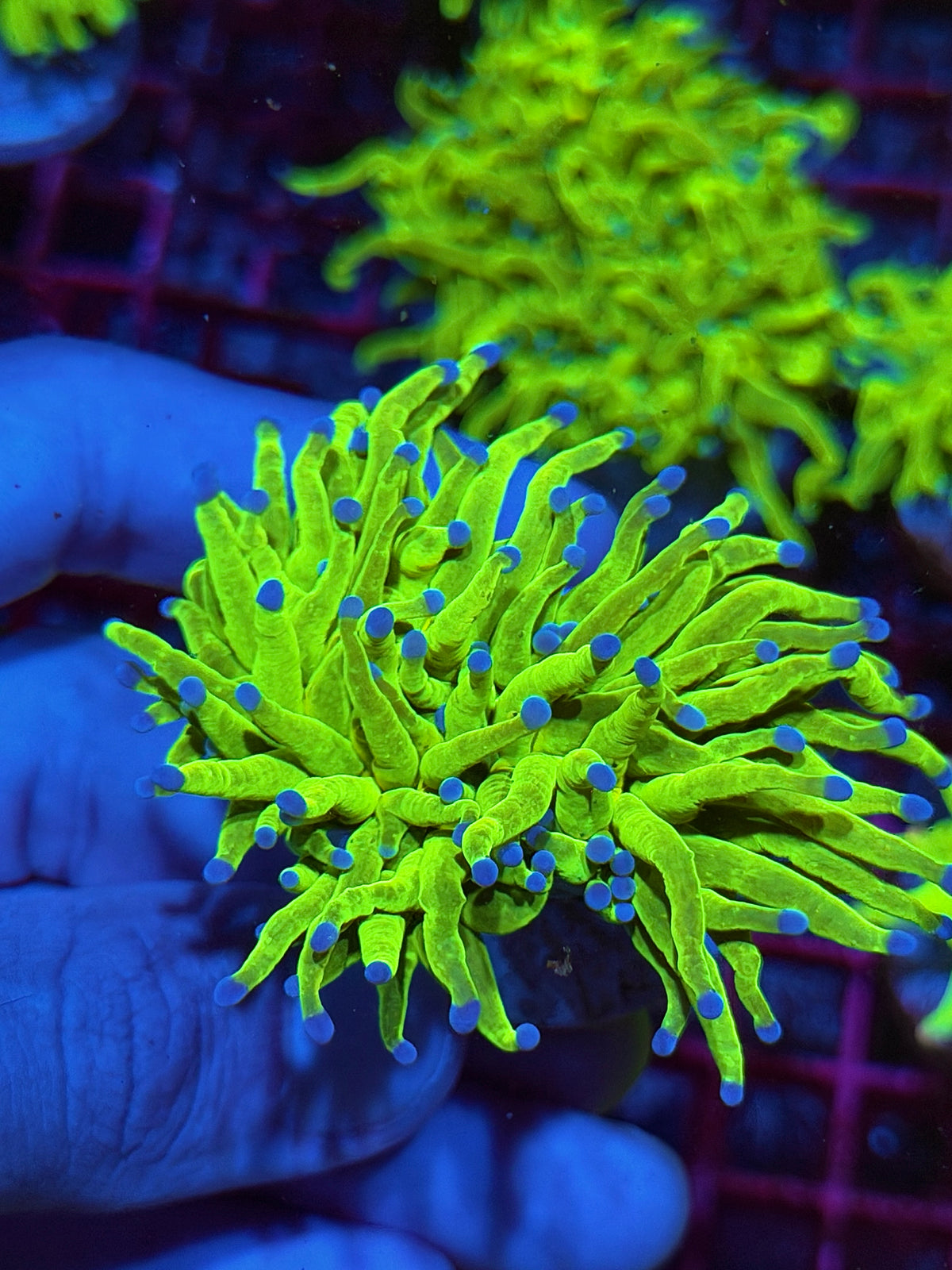 JEA Malaysian Holy Grail Torch Coral 1 XXL Head 10/20