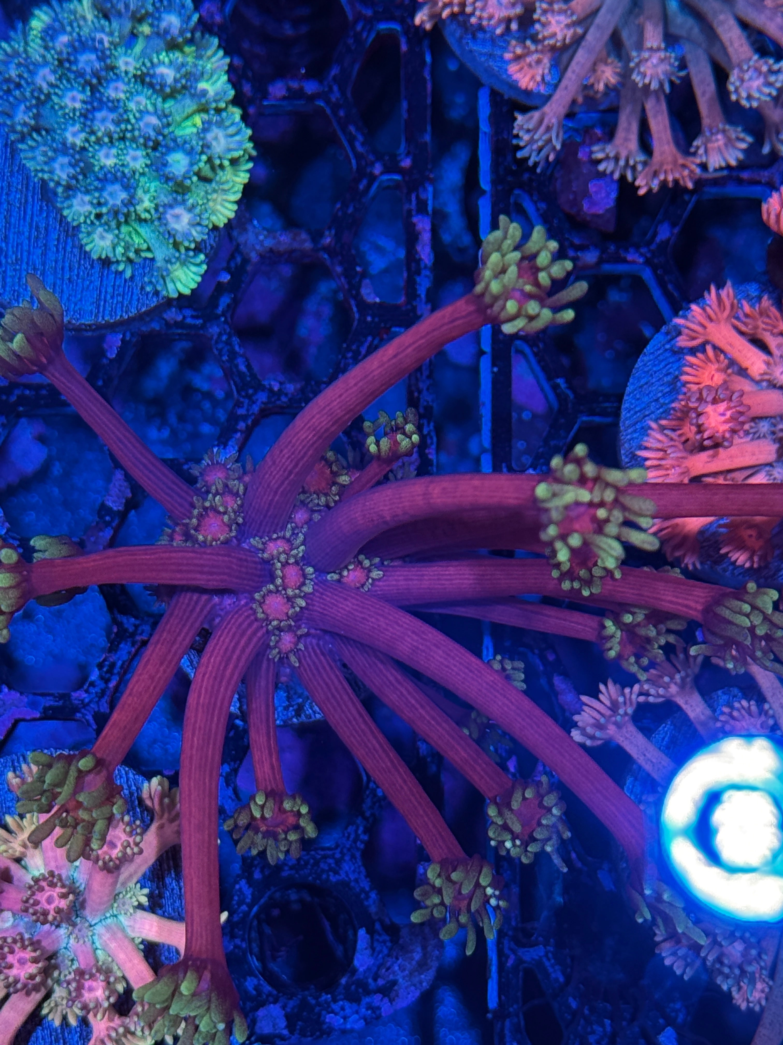 JEA Care Bears Goniopora Coral Crazy Extension
