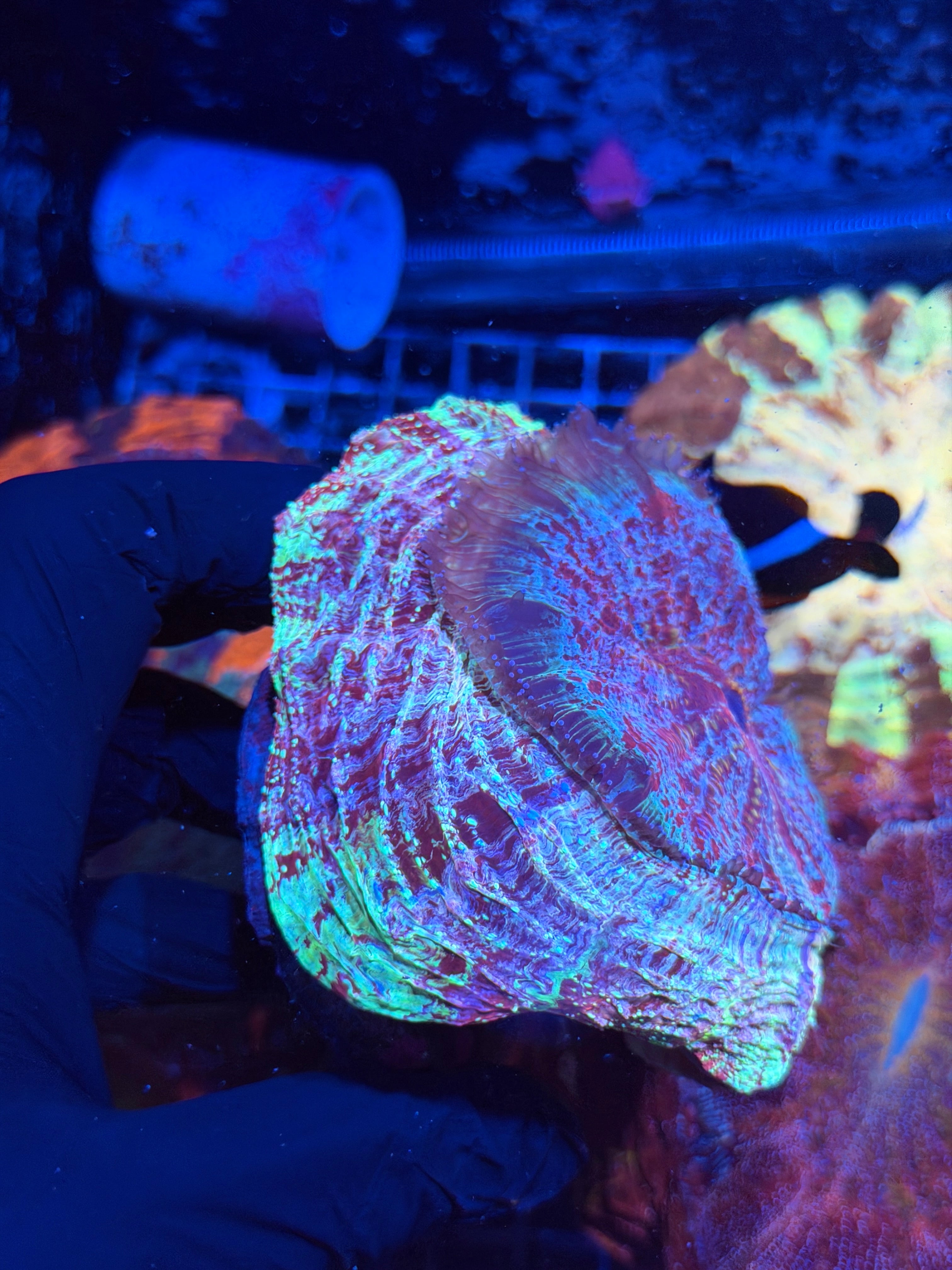 Multicolor Splatter Acanthophyllia Meat Coral XL