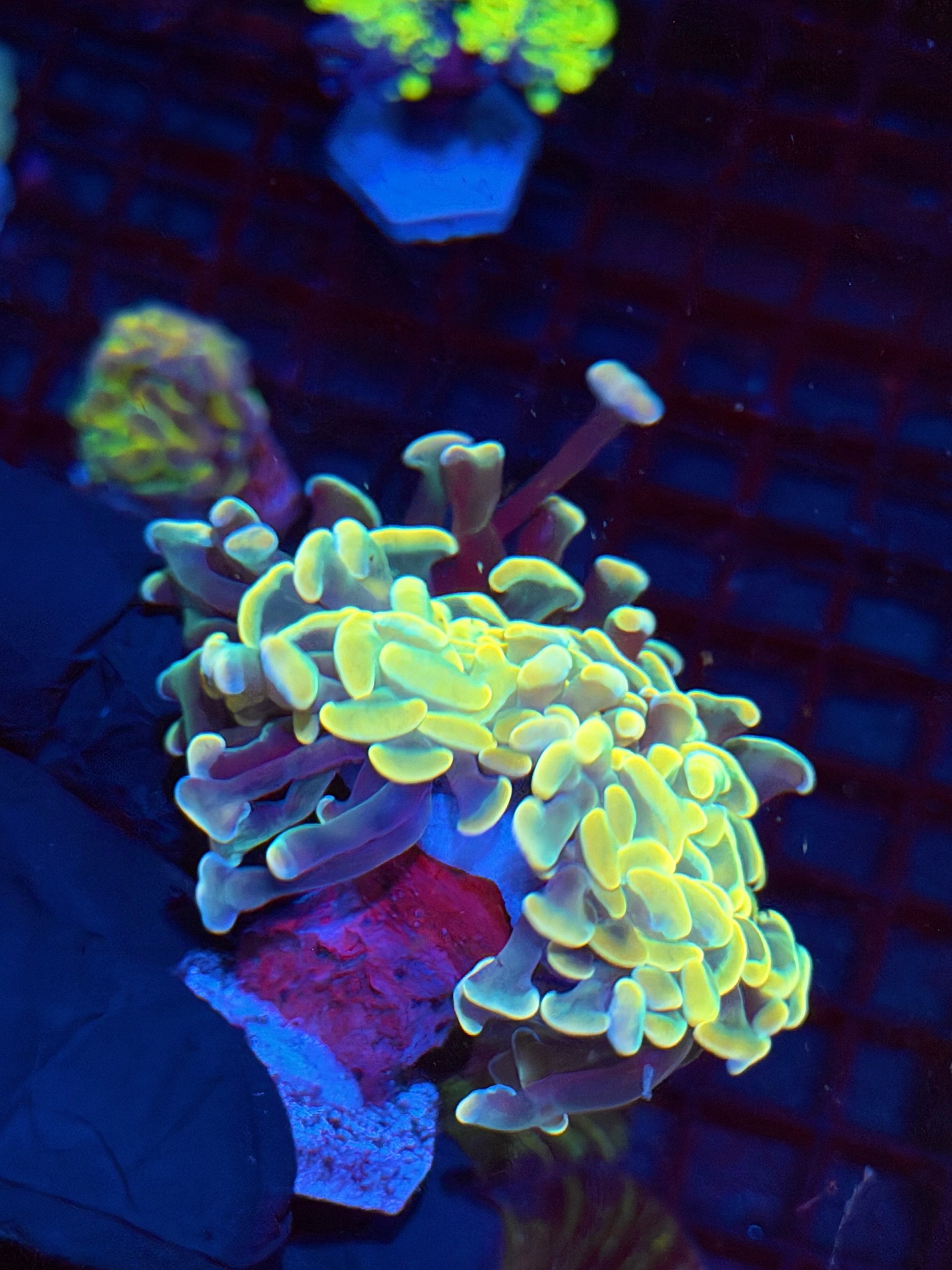 JEA Lightsaber Hammer Coral 2 heads XXL