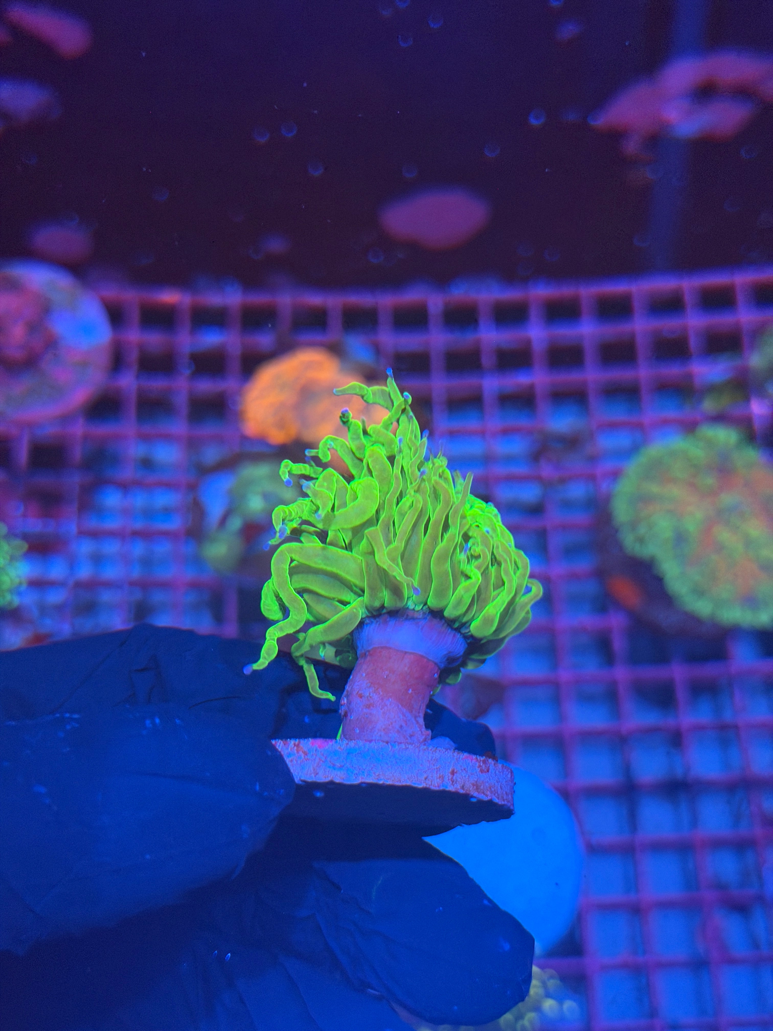 JEA Todd’s Torch Coral 1 Head 8/6