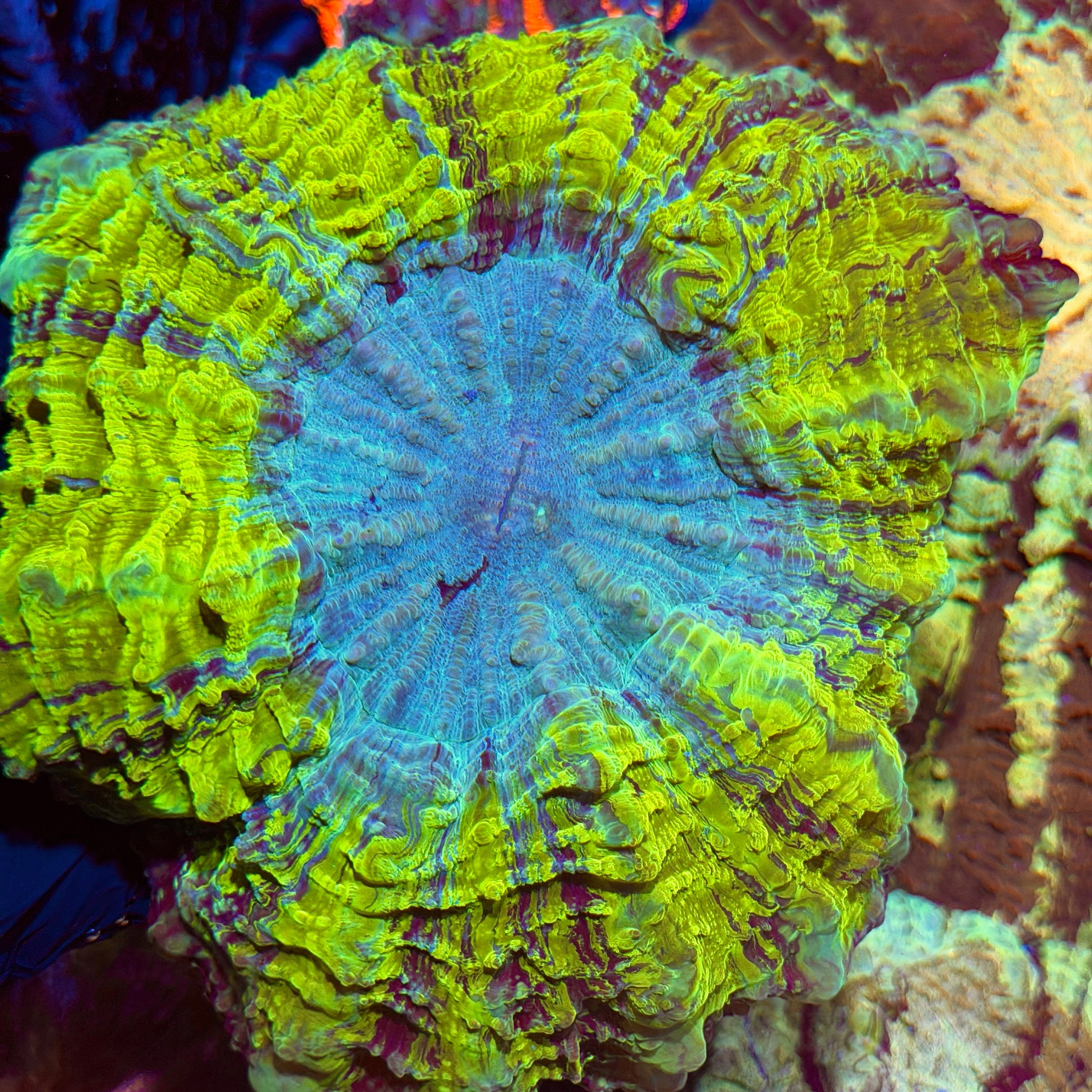 Insanely Bright Acanthophyllia Meat Coral 6/4