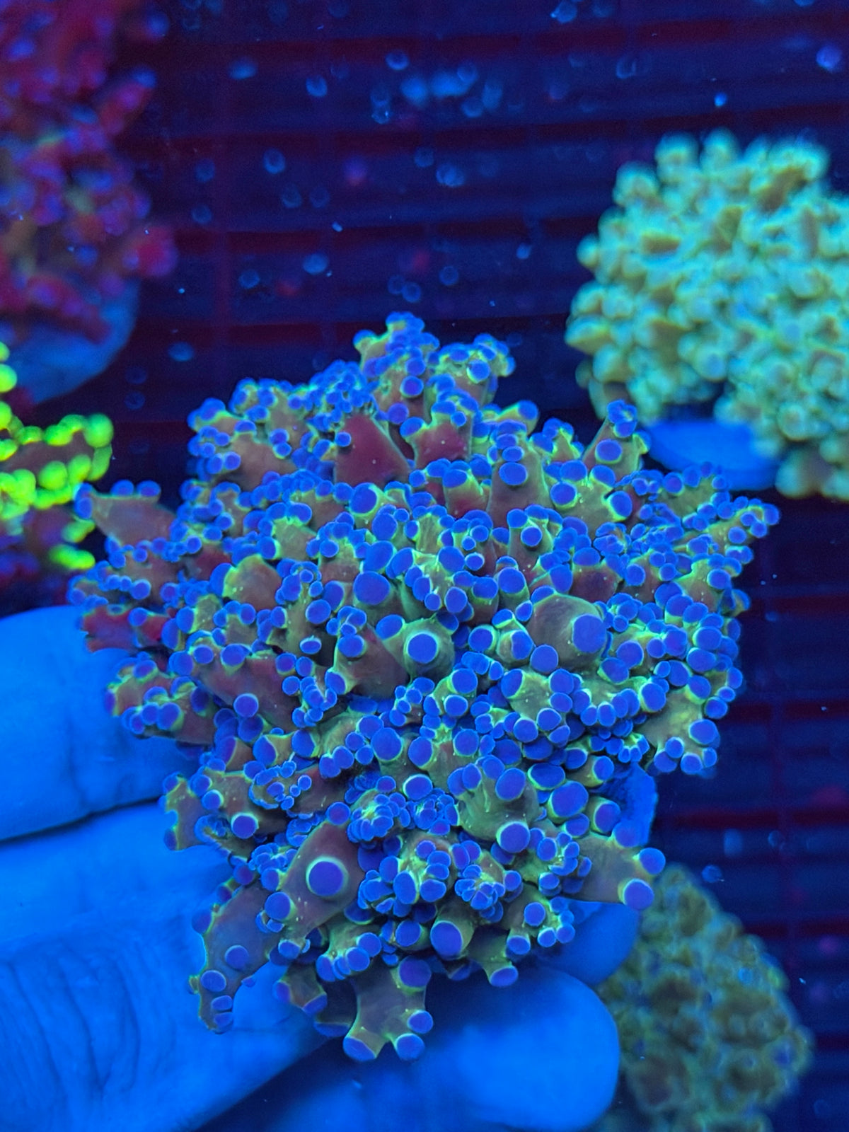 JEA Blue Magic Frogspawn Coral 4 Heads Splitting XXL Mini Colony 9/22