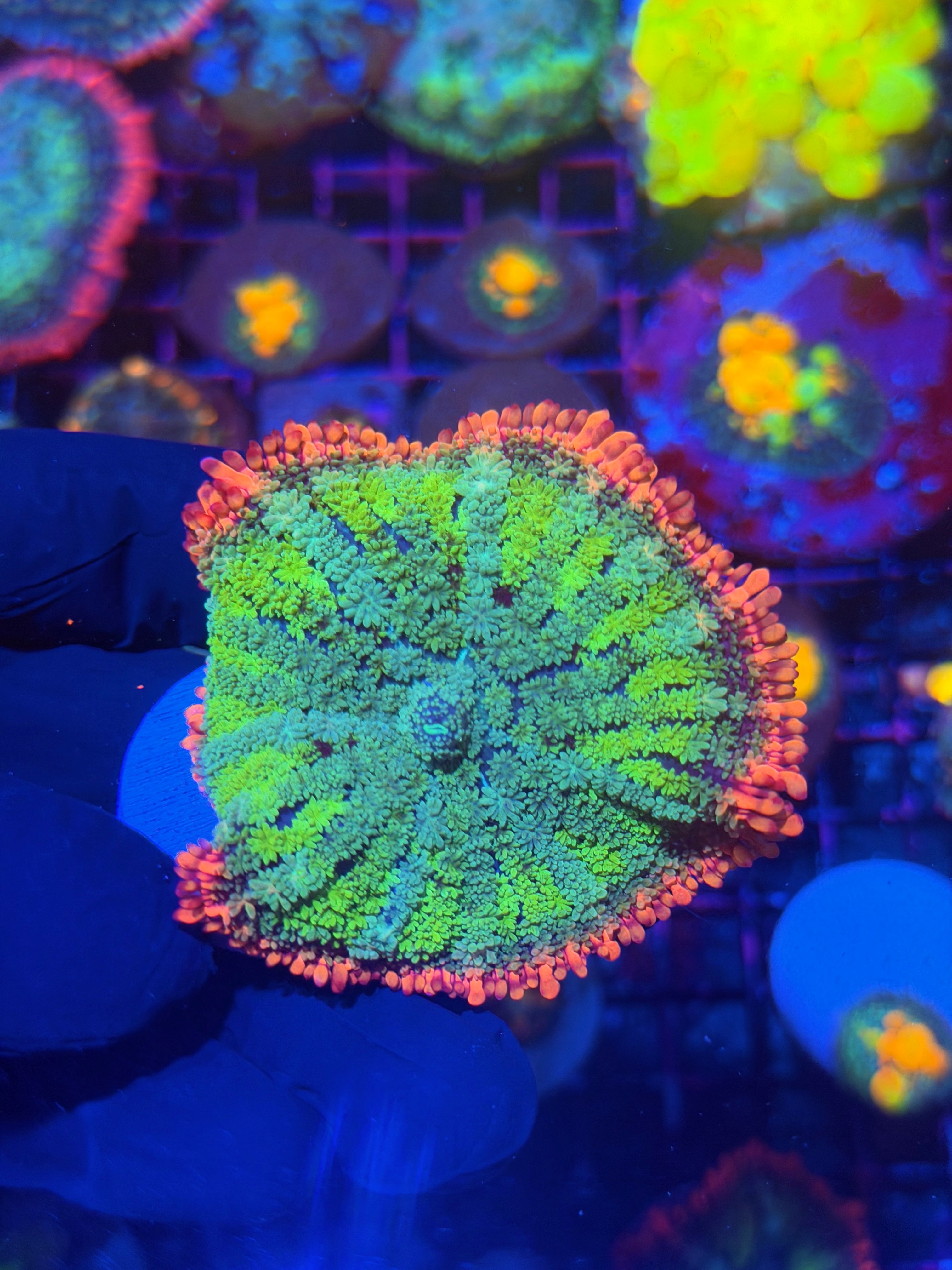 JEA Frankenstein Bride Mushroom  Coral XXL 2”+ 11/28