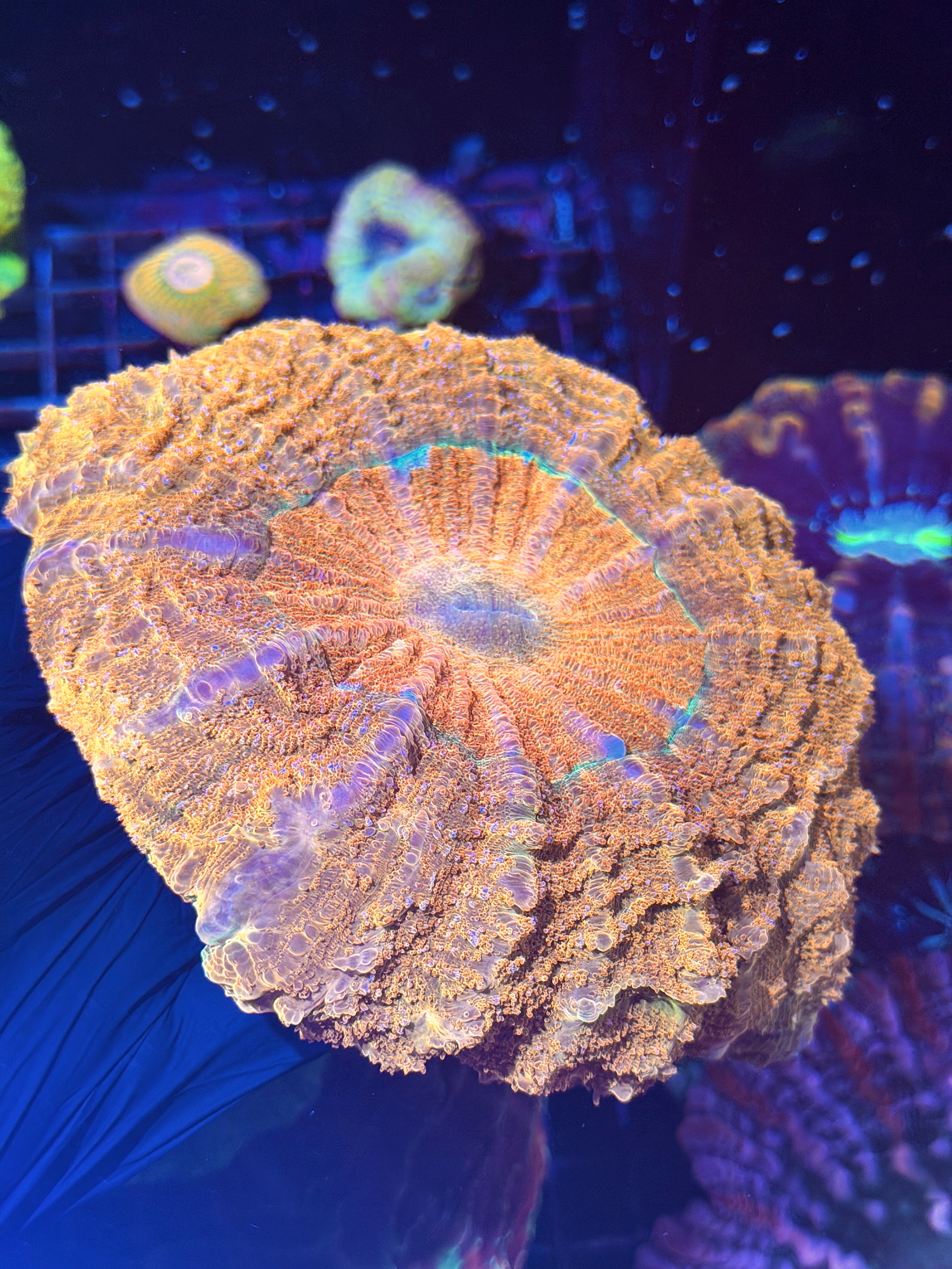 Bright Gold / Orange Acanthophyllia Meat Coral XXL Show Piece