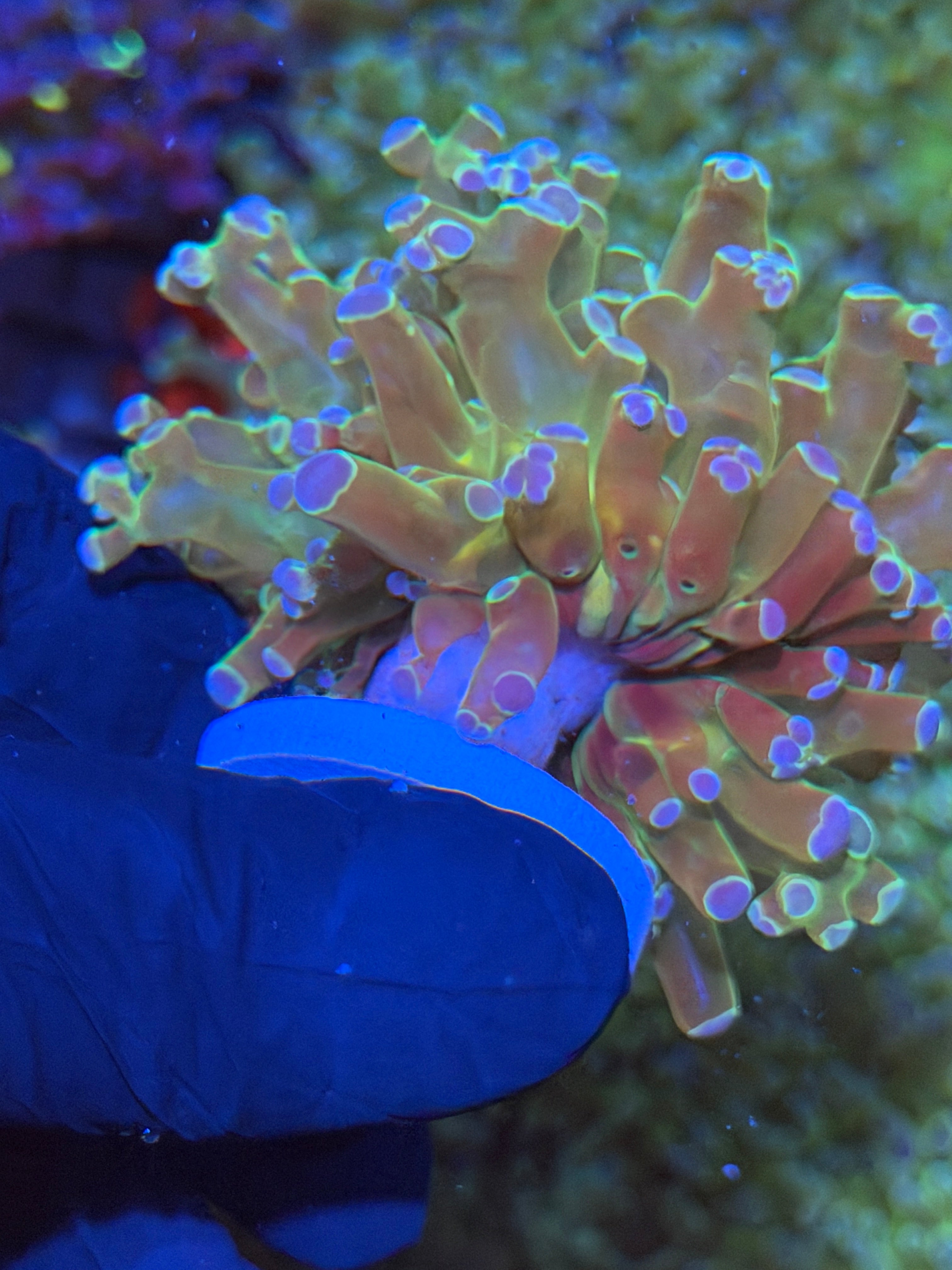 JEA Holy Relic Frogspawn Coral 1 XXL Head 7/15