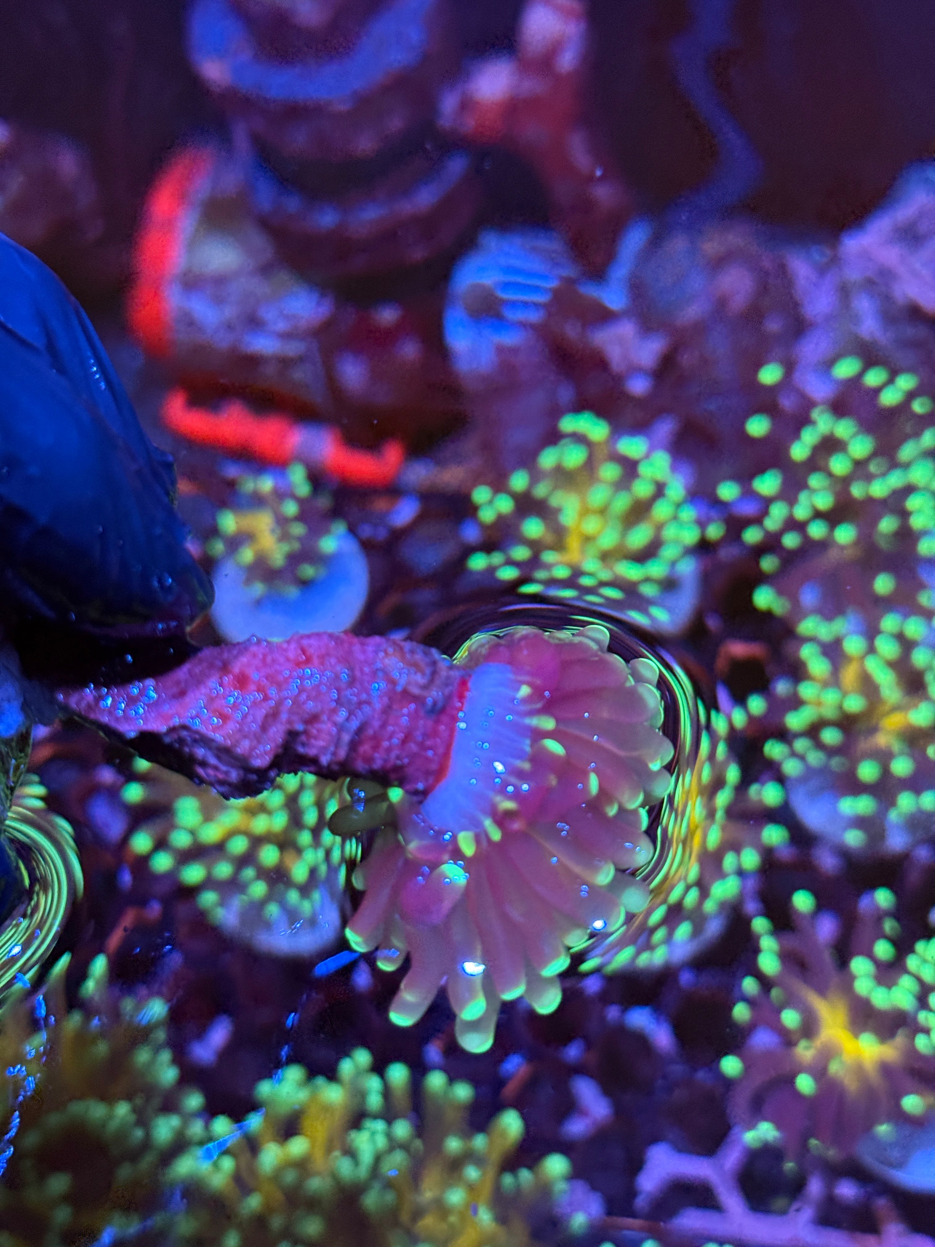 JEA Branching Tiger Torch Coral 1 XL Head Splitting