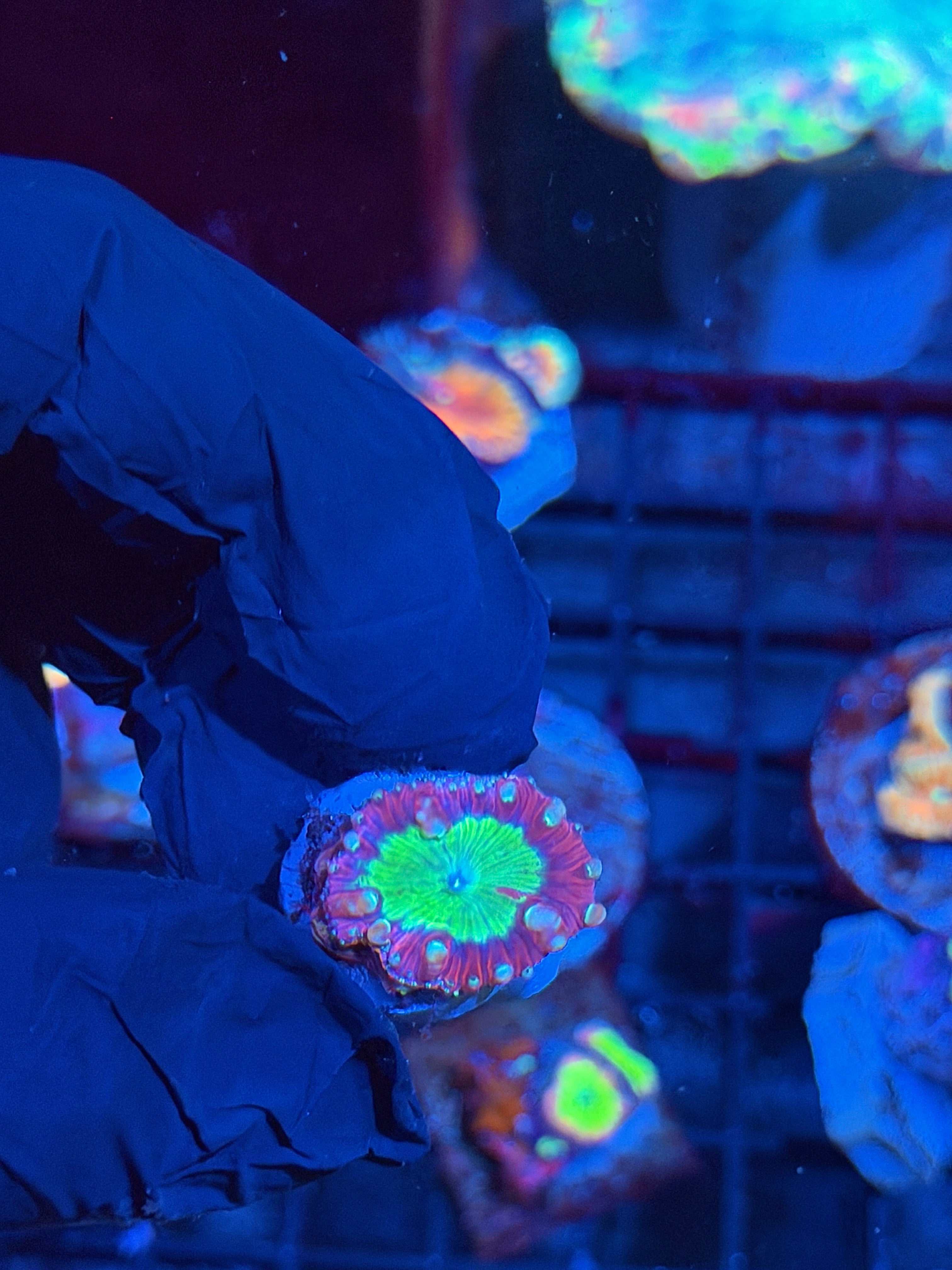 JEA Exorcist Grafted Blastomussa Coral 1 Head ( Pic of Mother Colony )